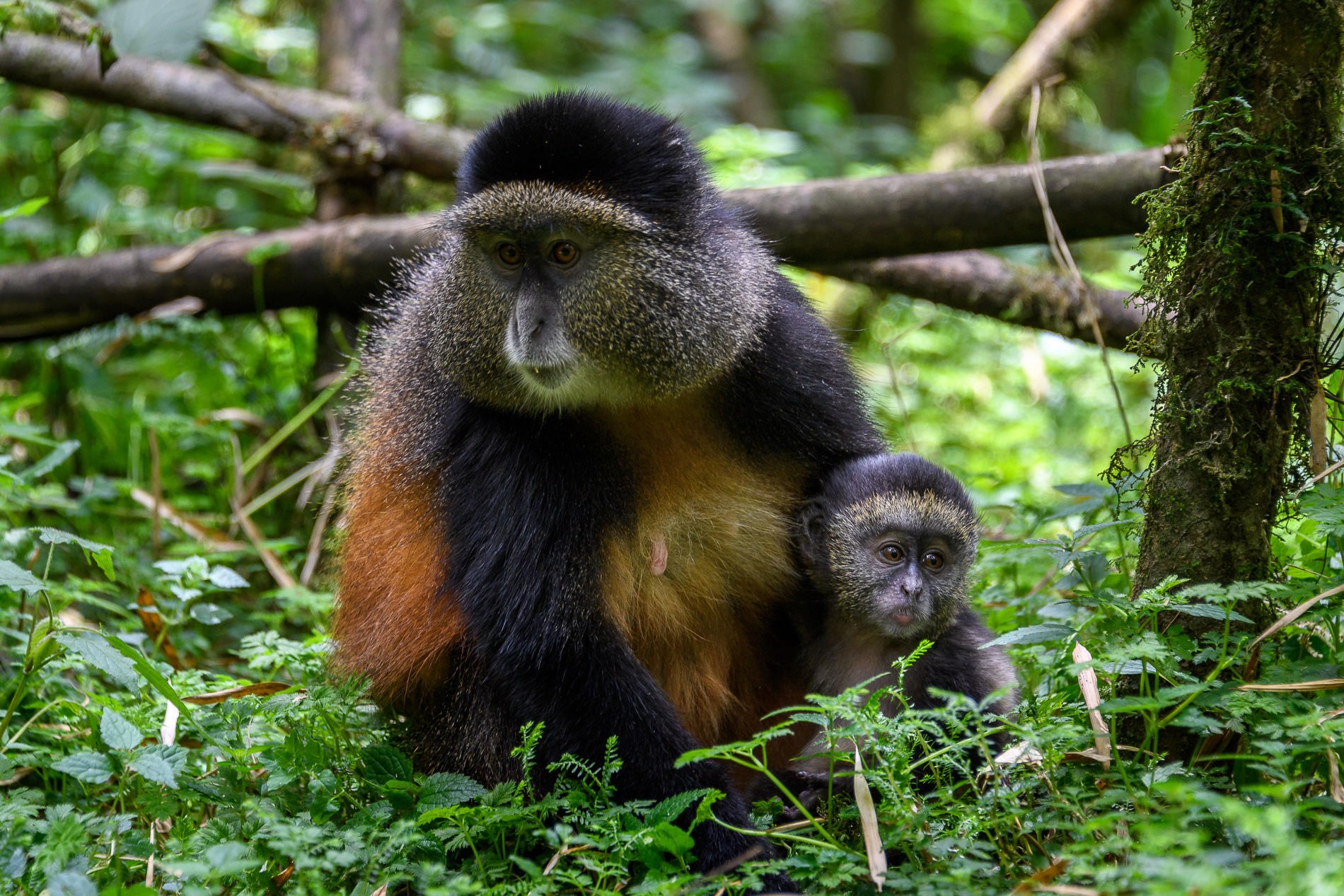 RW-Accommodatie-Bisate-Reserve-golden-monkey-trekking.jpg