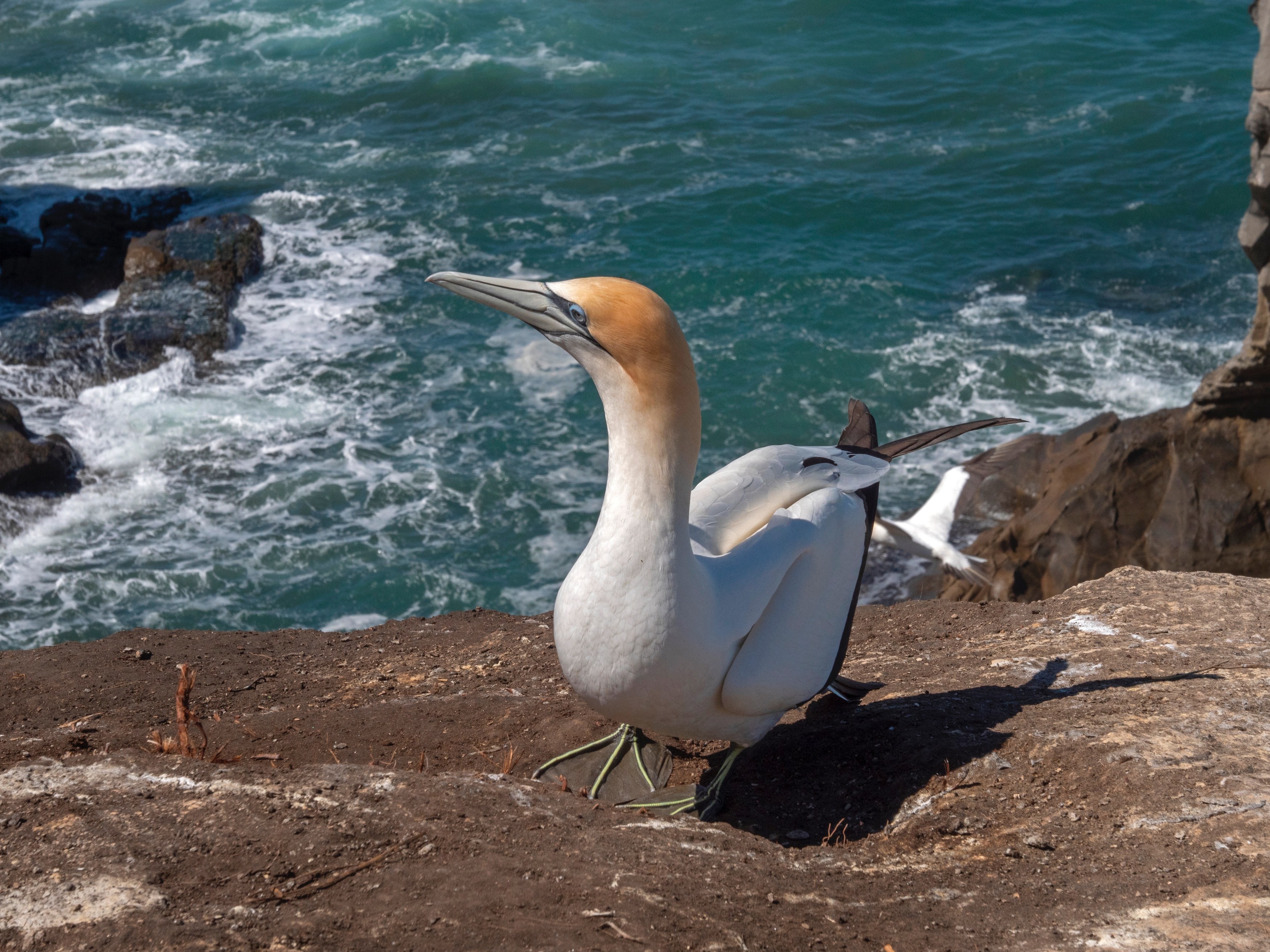 NZ-Jan van Gent-Shutterstock.jpg