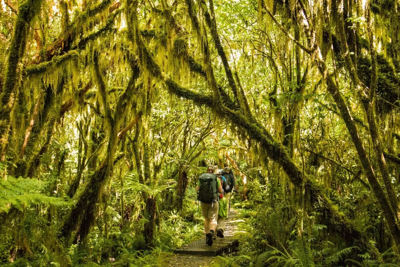 NZ - Fiordland Lodge - Bushwalk.webp