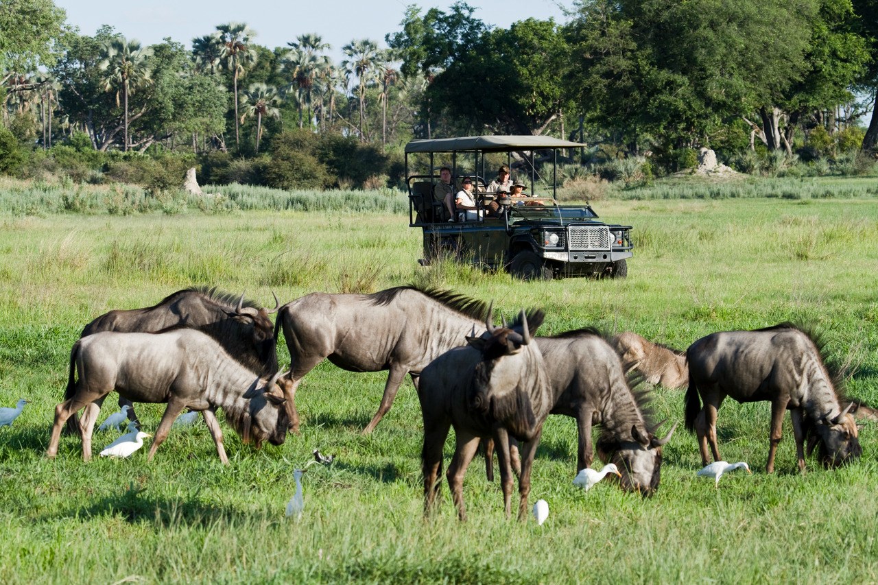 BW-Chitabe Camp-gamedrive.jpg