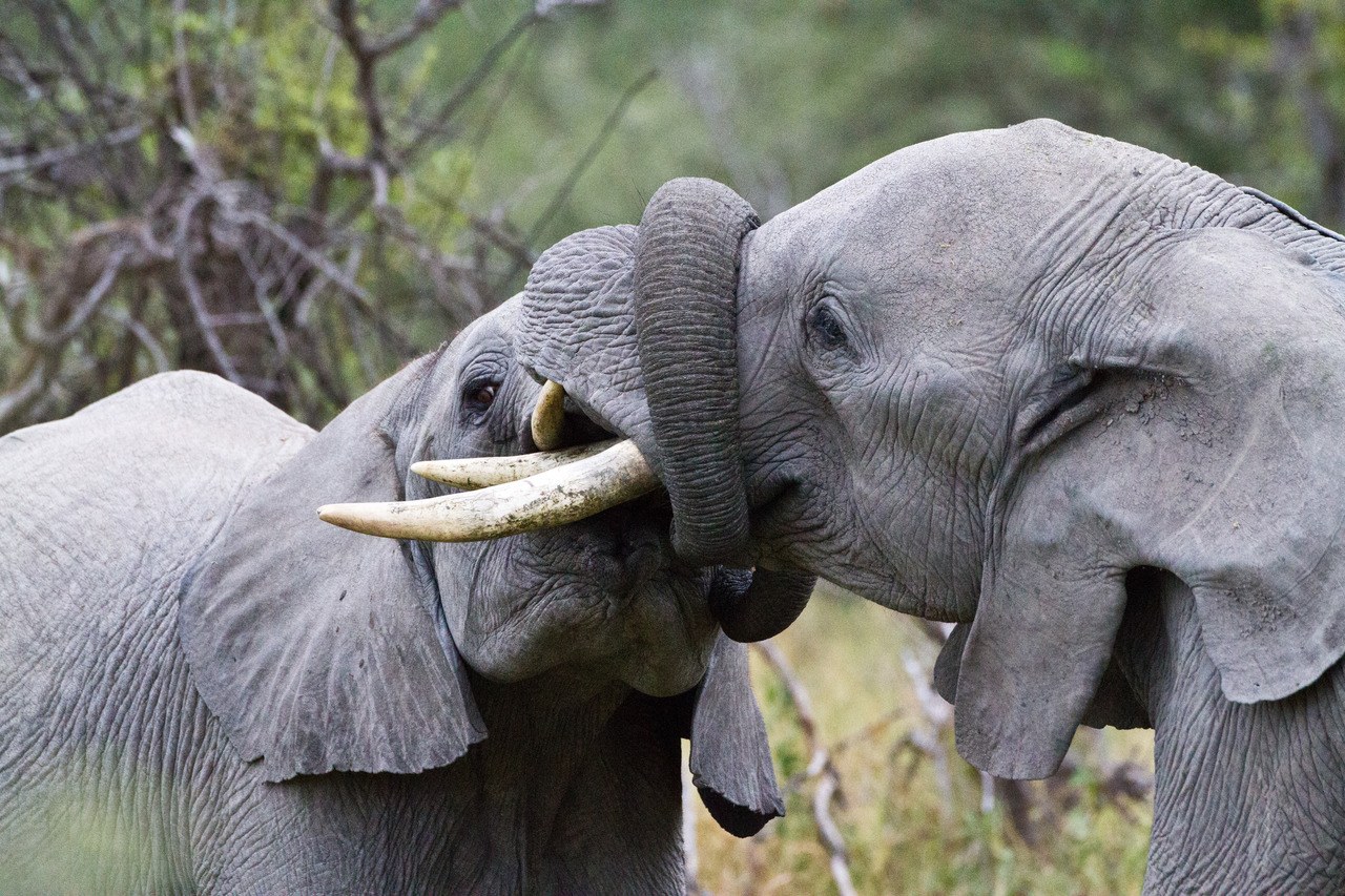 BW-Little Mombo-elephants.jpg