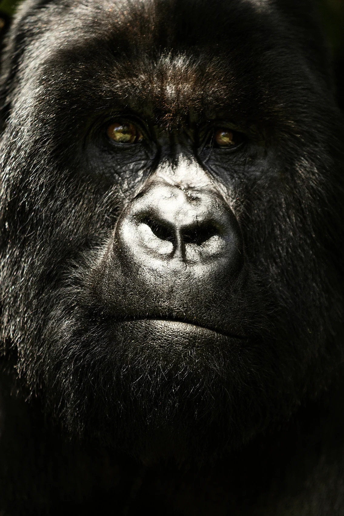 02_Rwanda_VolcanoNP_Gorillatrekking_MalouvanBreevoort.webp