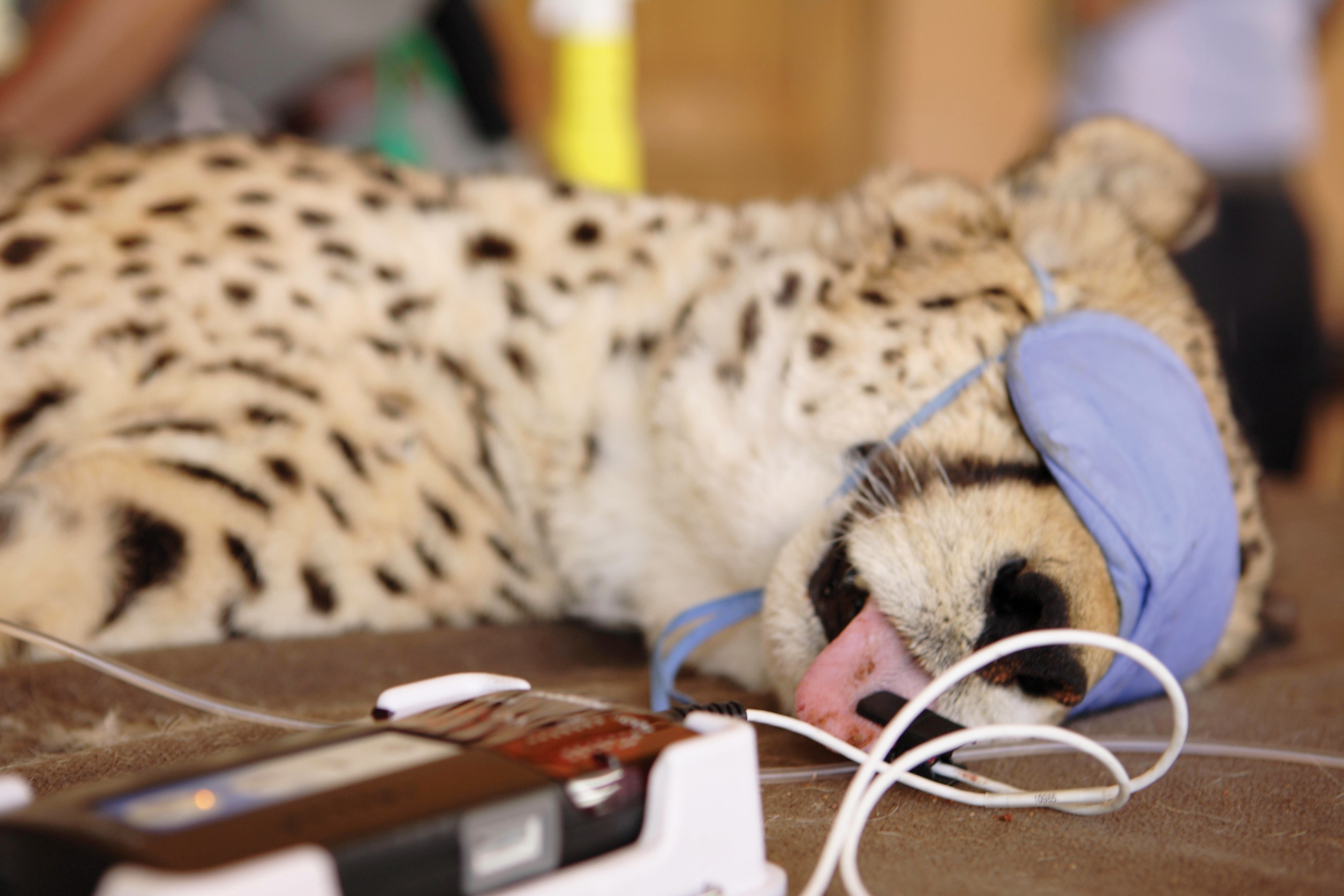 NA-Okonjima- AfriCat Foundation at work.JPG