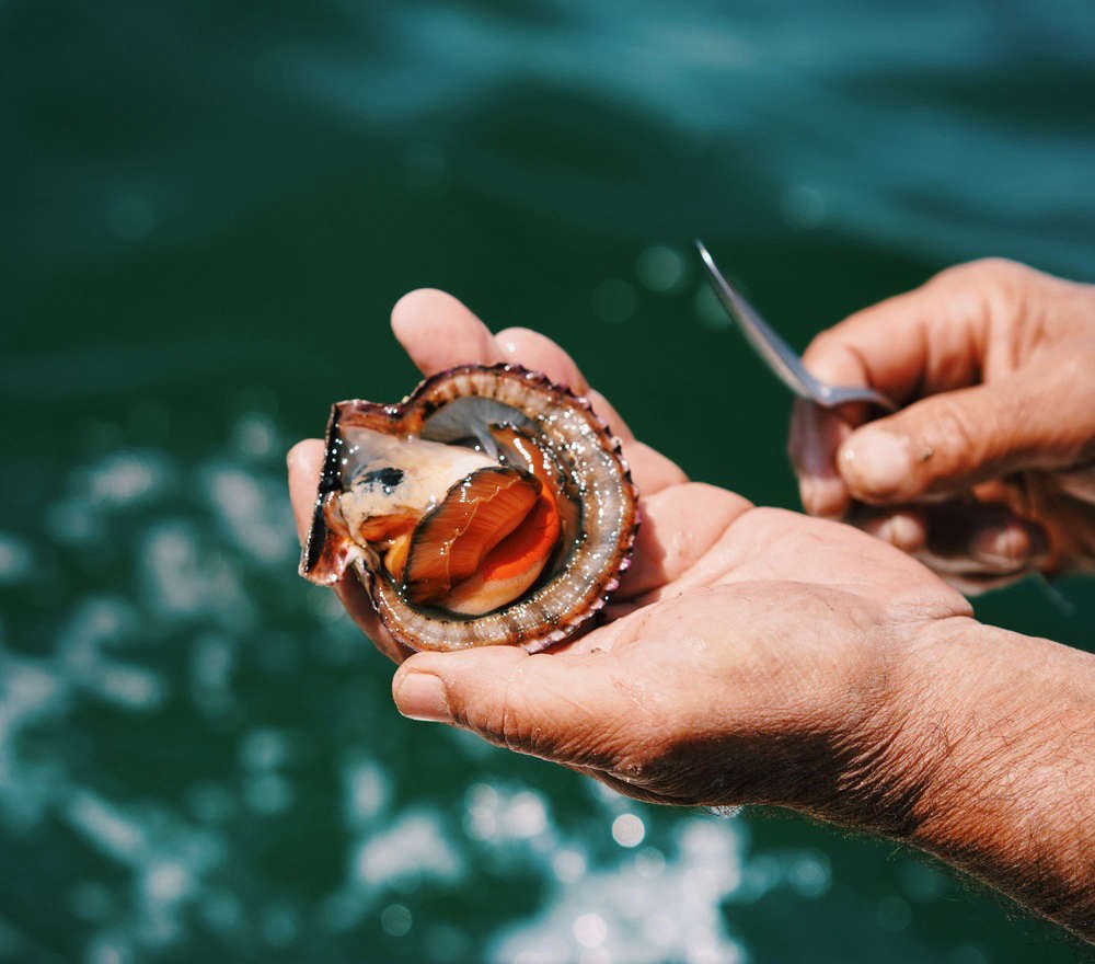 PE-Excursie-Paracas-Scallops-beleven-compressed.jpg