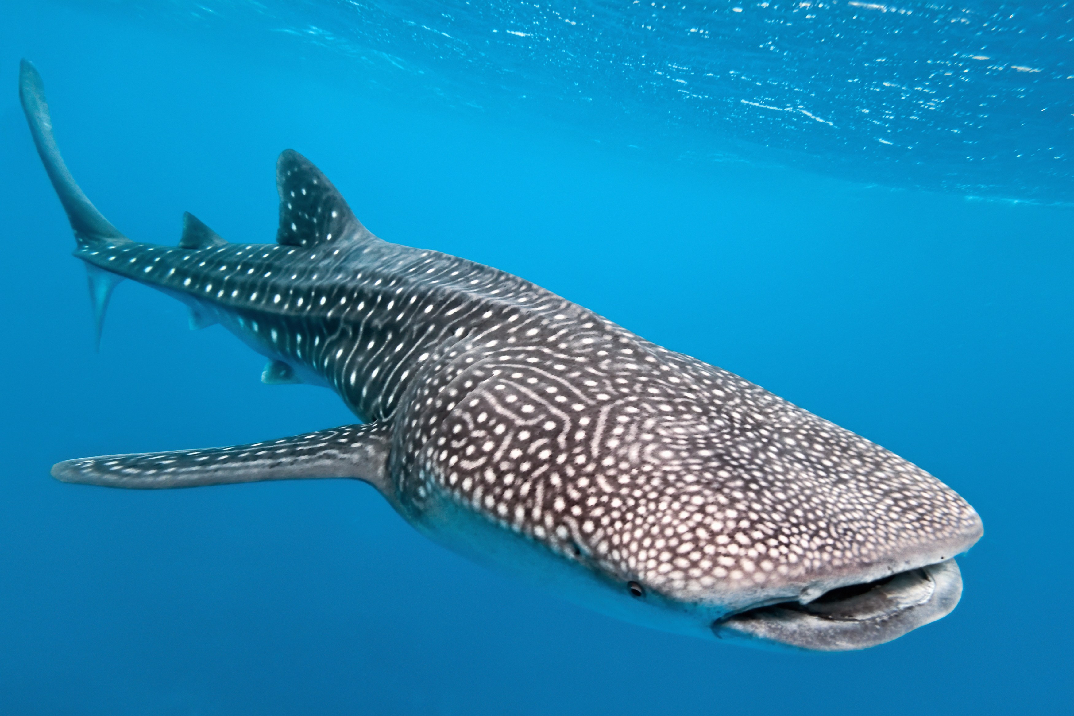 ID – Seatrek - Underwater 5.jpg