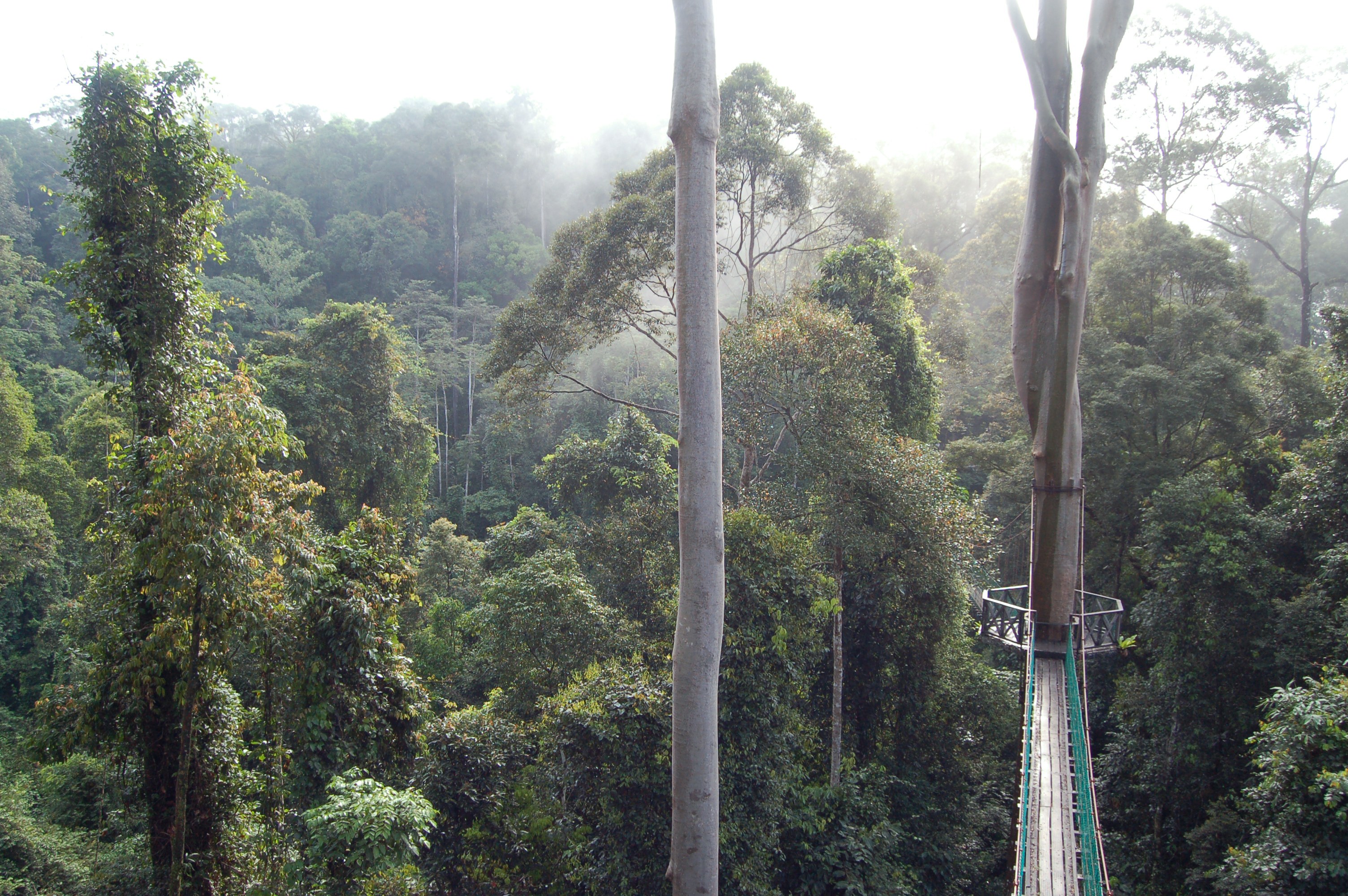MY - Danum Valley, Borneo Rainforest Lodge - MY-Istock - Danum Valley - Canopy Walk.jpg