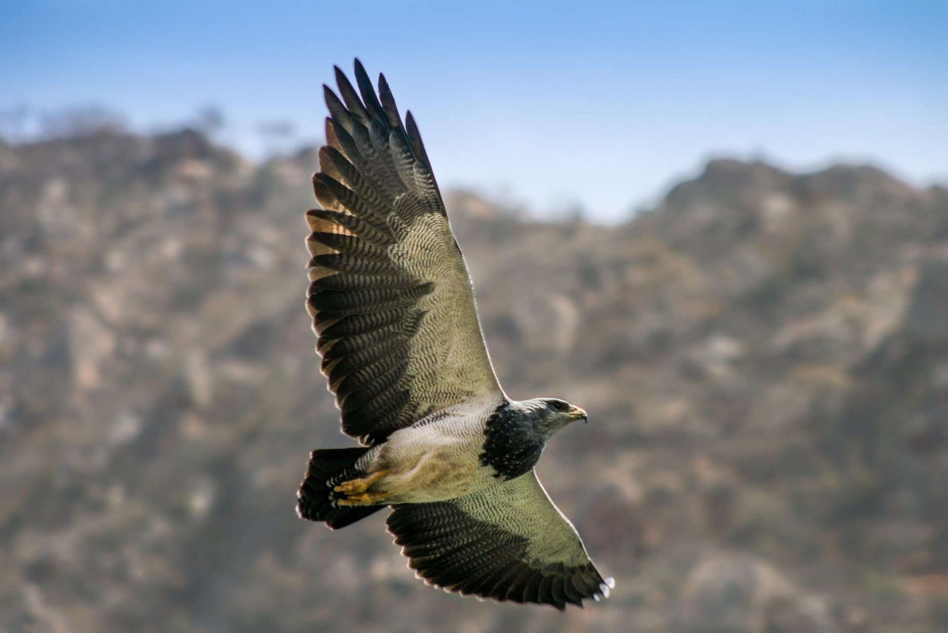 AR - Vogel.jpg