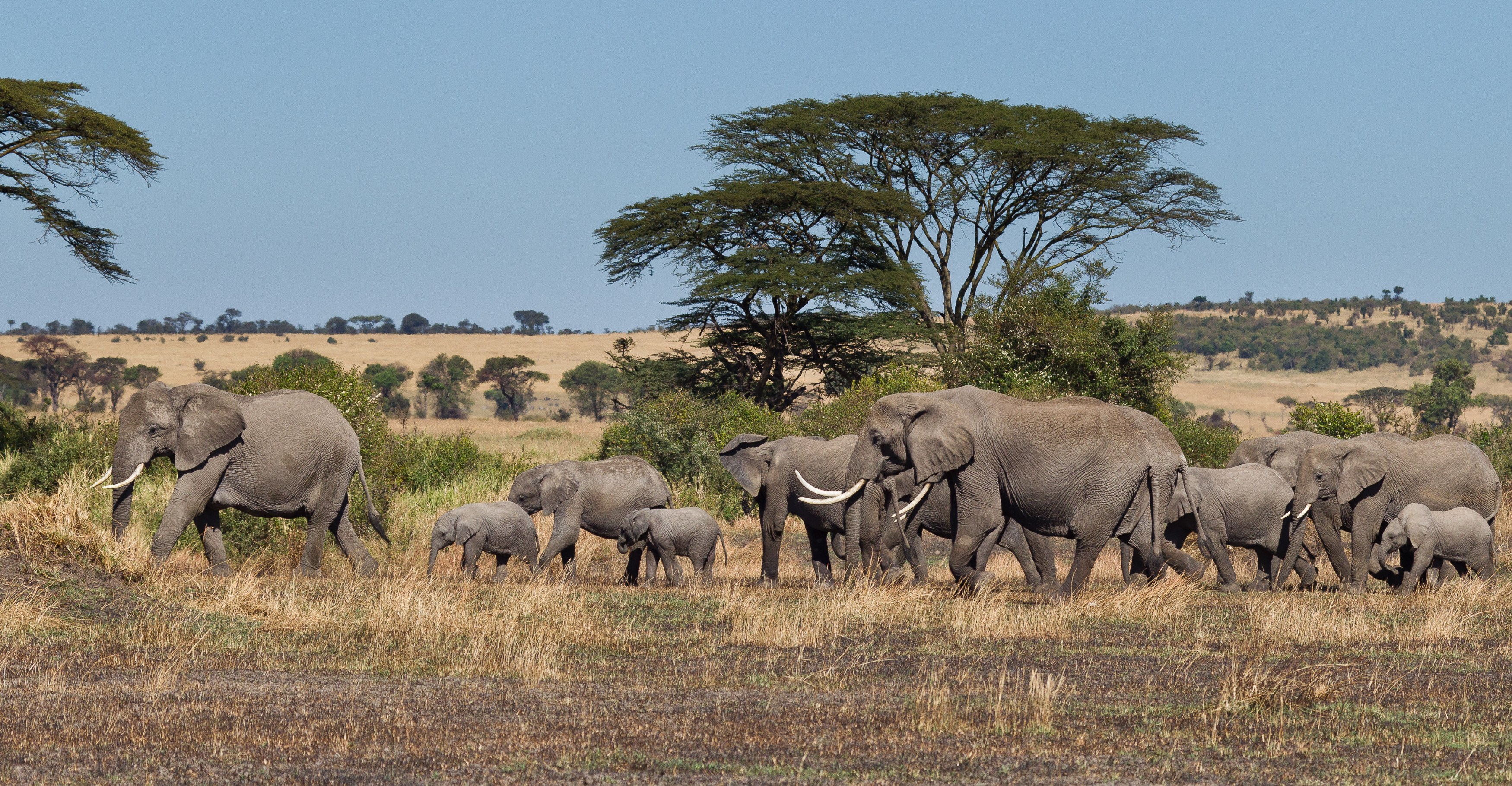TZ - Serengeti -elephants.jpg