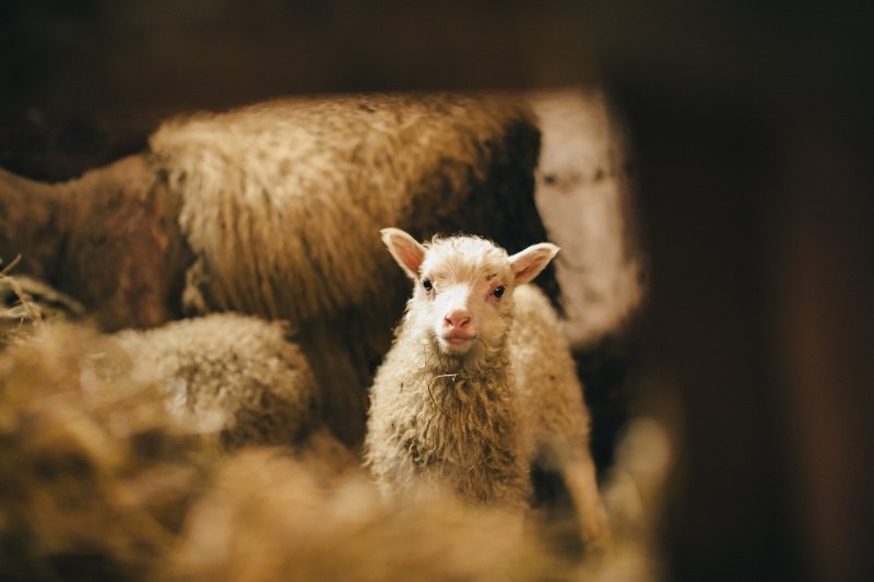 Is-Skakalot-Sheep.jpg