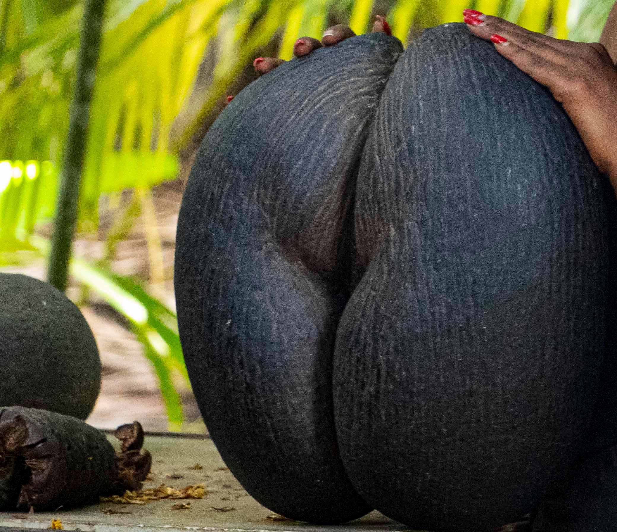 SC- Praslin  Vallee de Mai.jpg