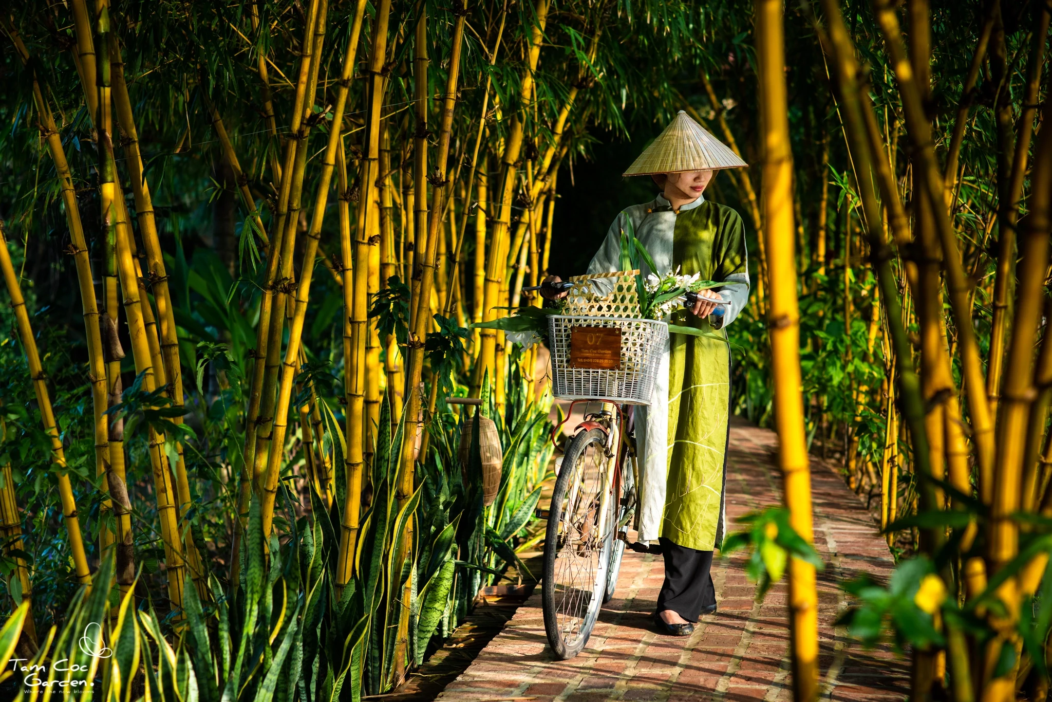 VN - Accommodatie - Tam Coc Garden Resort - Landscape - Bamboo trees.webp