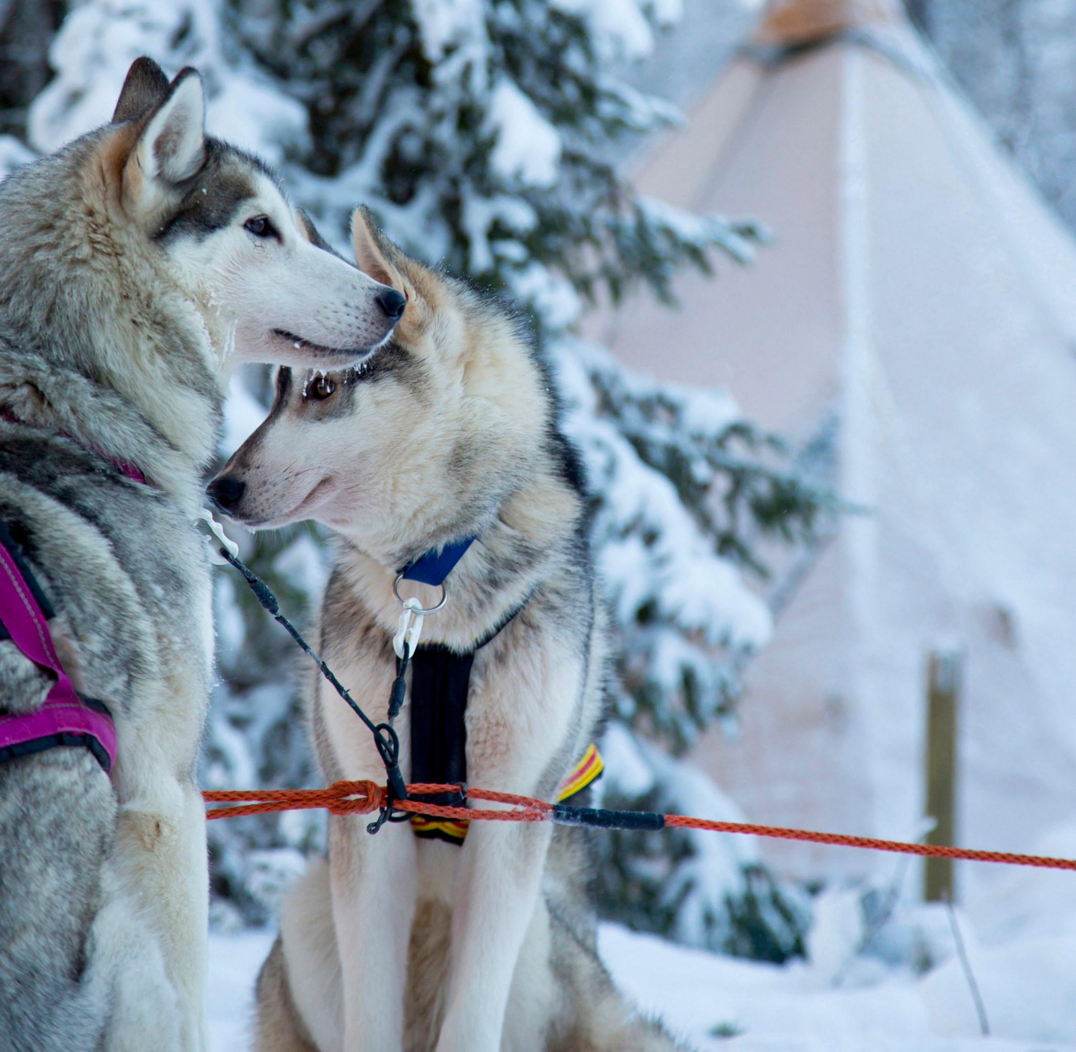 SE - Aurora_Safari_husky_Camp.jpg