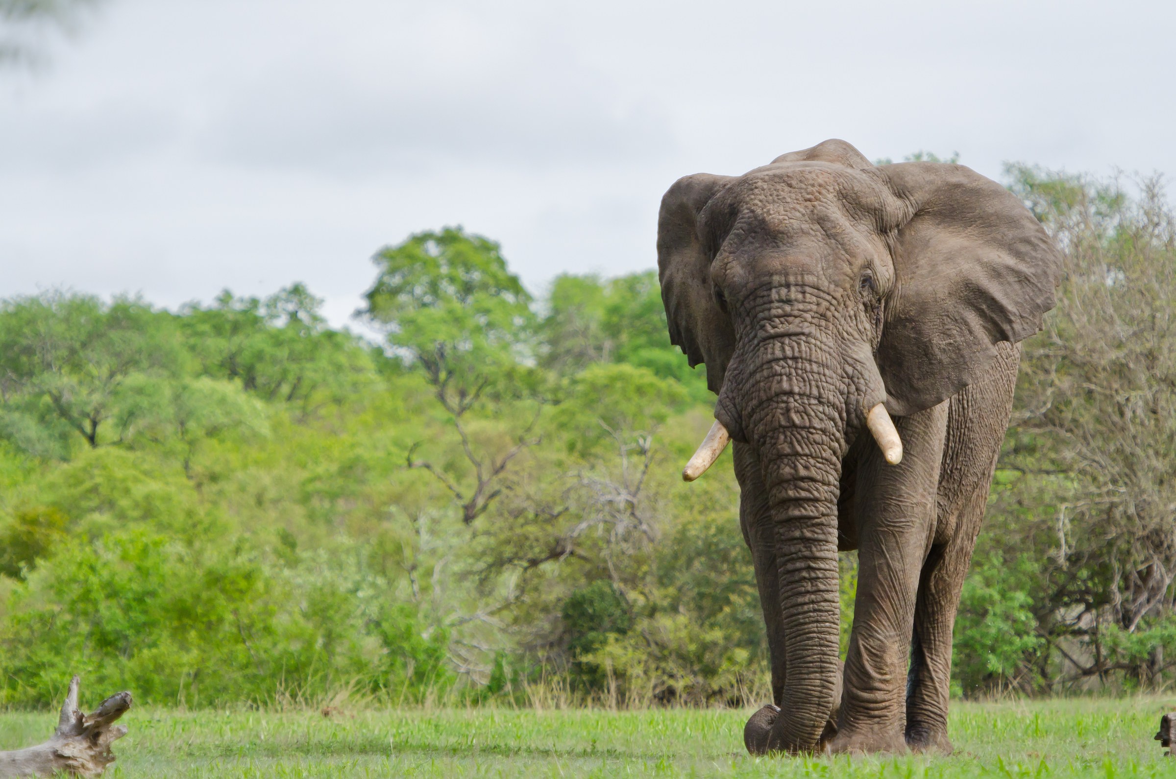 Za-Mid Kruger-Elephant (2).jpg