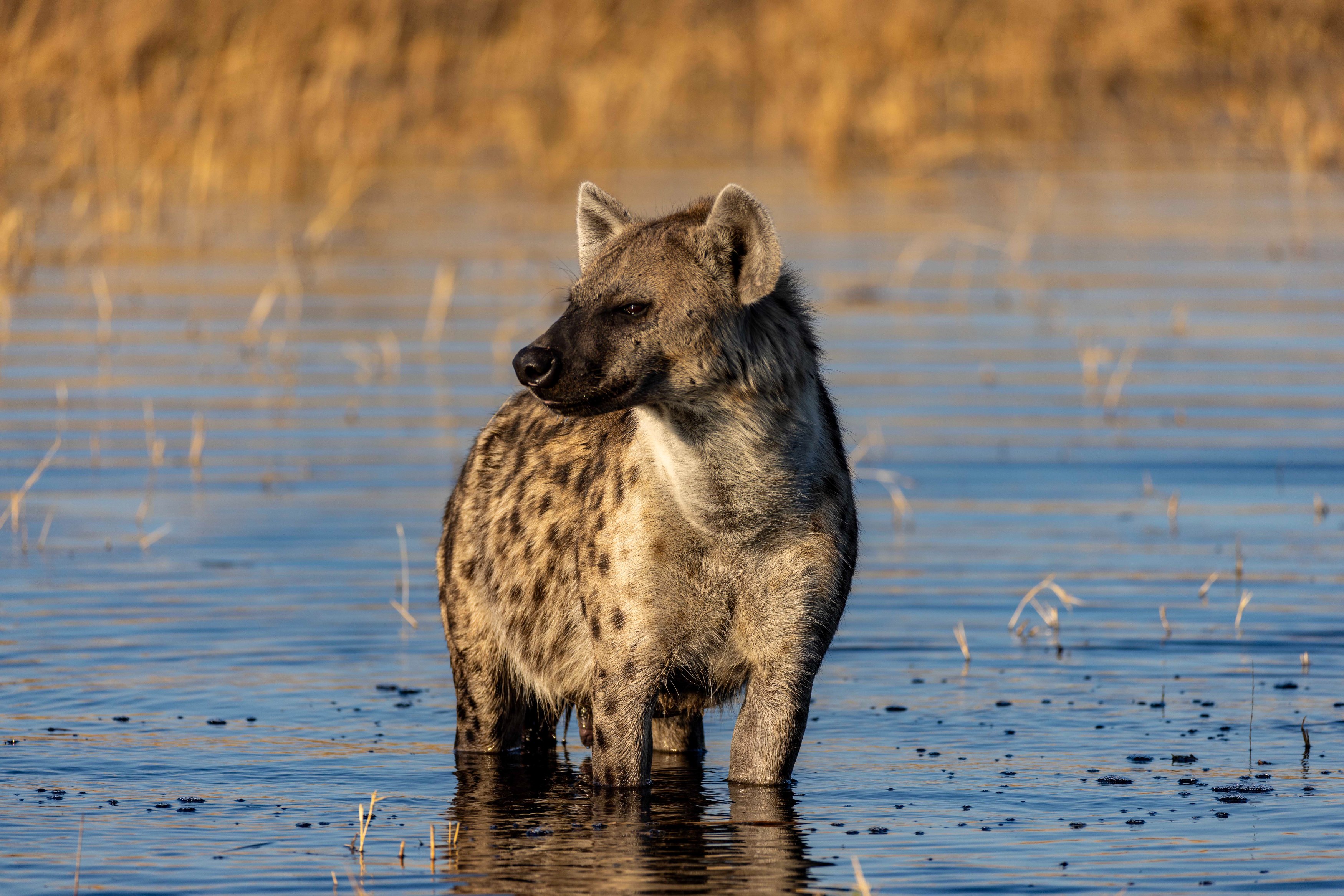BW-North Island Okavango-Hyena.jpg
