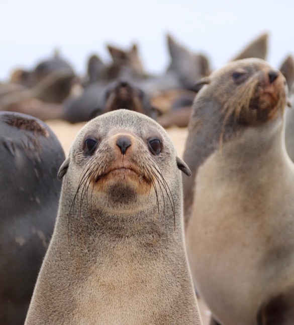 NA-Excursie-22285-Kayaking-Walvis-Bay-sea-lion.jpg