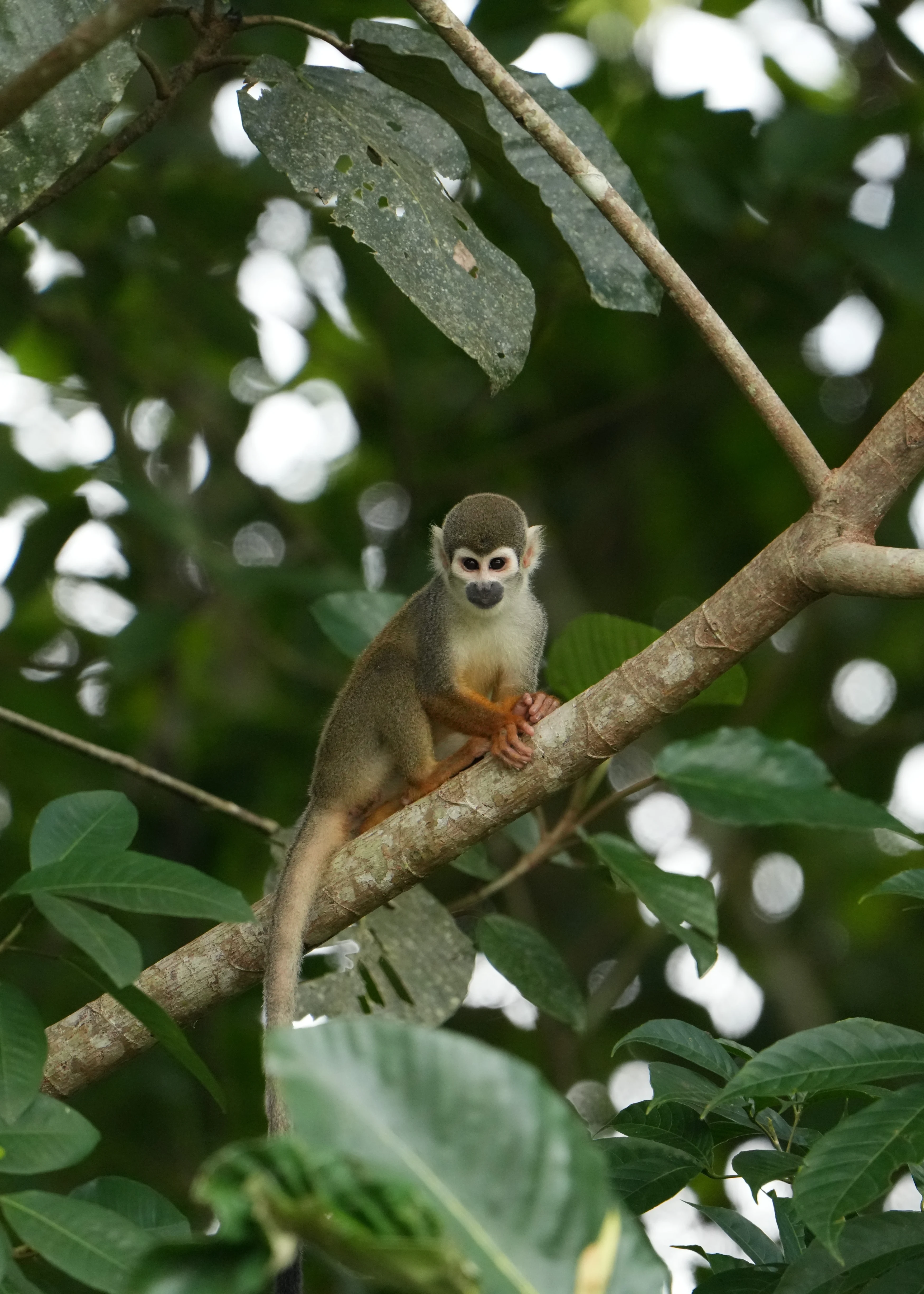 PE - Studiereis -Aqua Expeditions - Aqua Nera - Fauna (49).webp