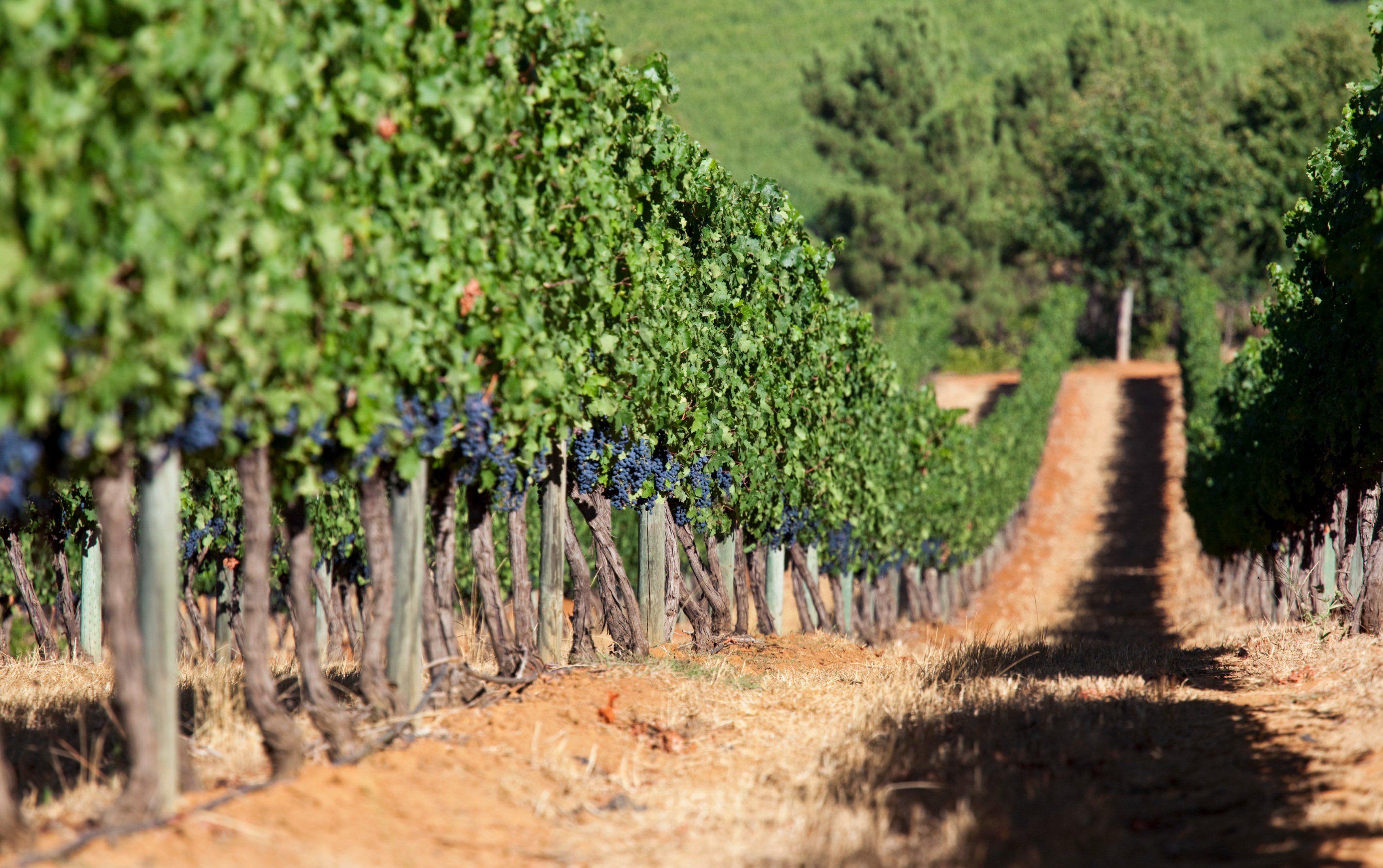 ZA-Delaire Graff Estate.jpg