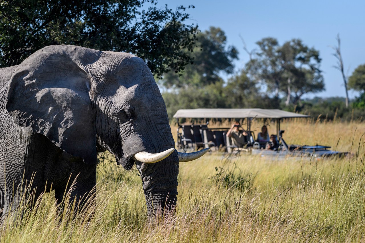 BW-Duma Tau-game drive with elephant.jpg