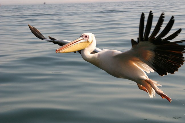 Mola Mola marine birds pelican.jpg