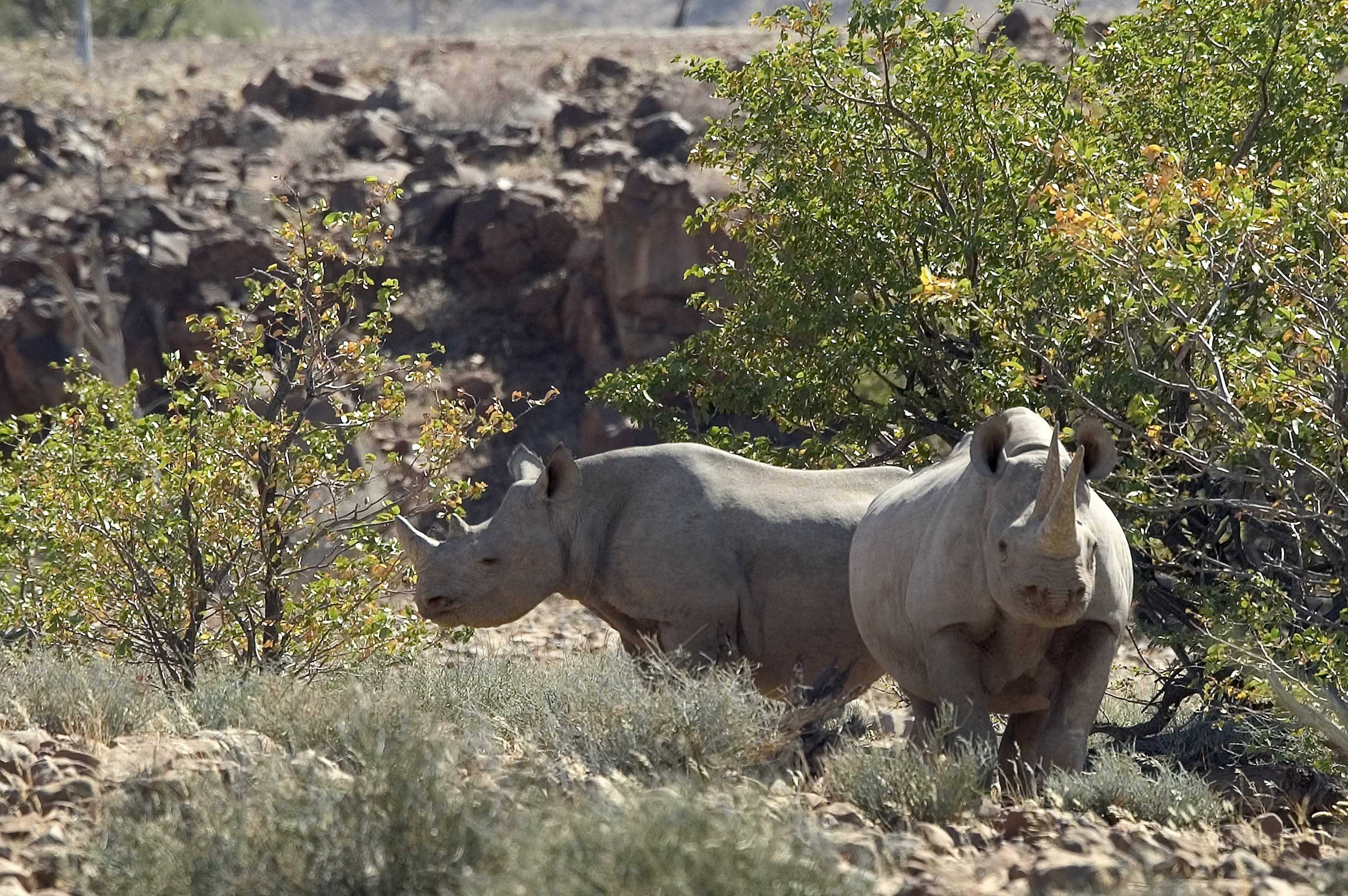 NA - Desert Rhino Camp - Rhino.jpg