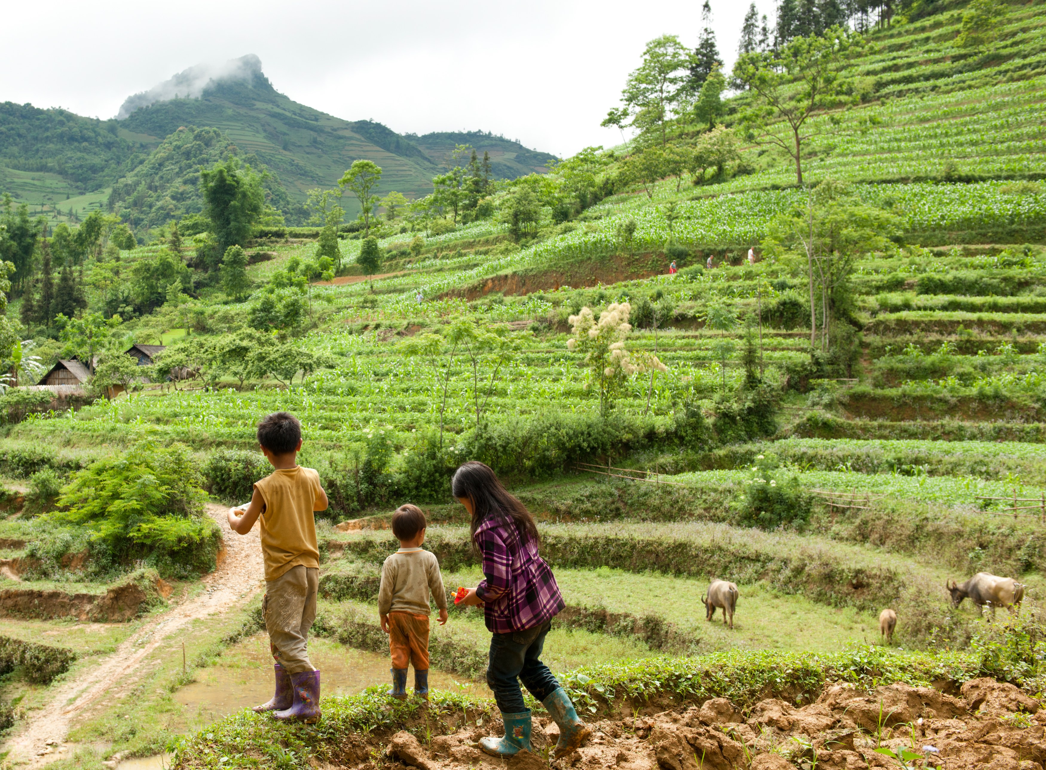VN - Algemeen - Rice Fields.jpg