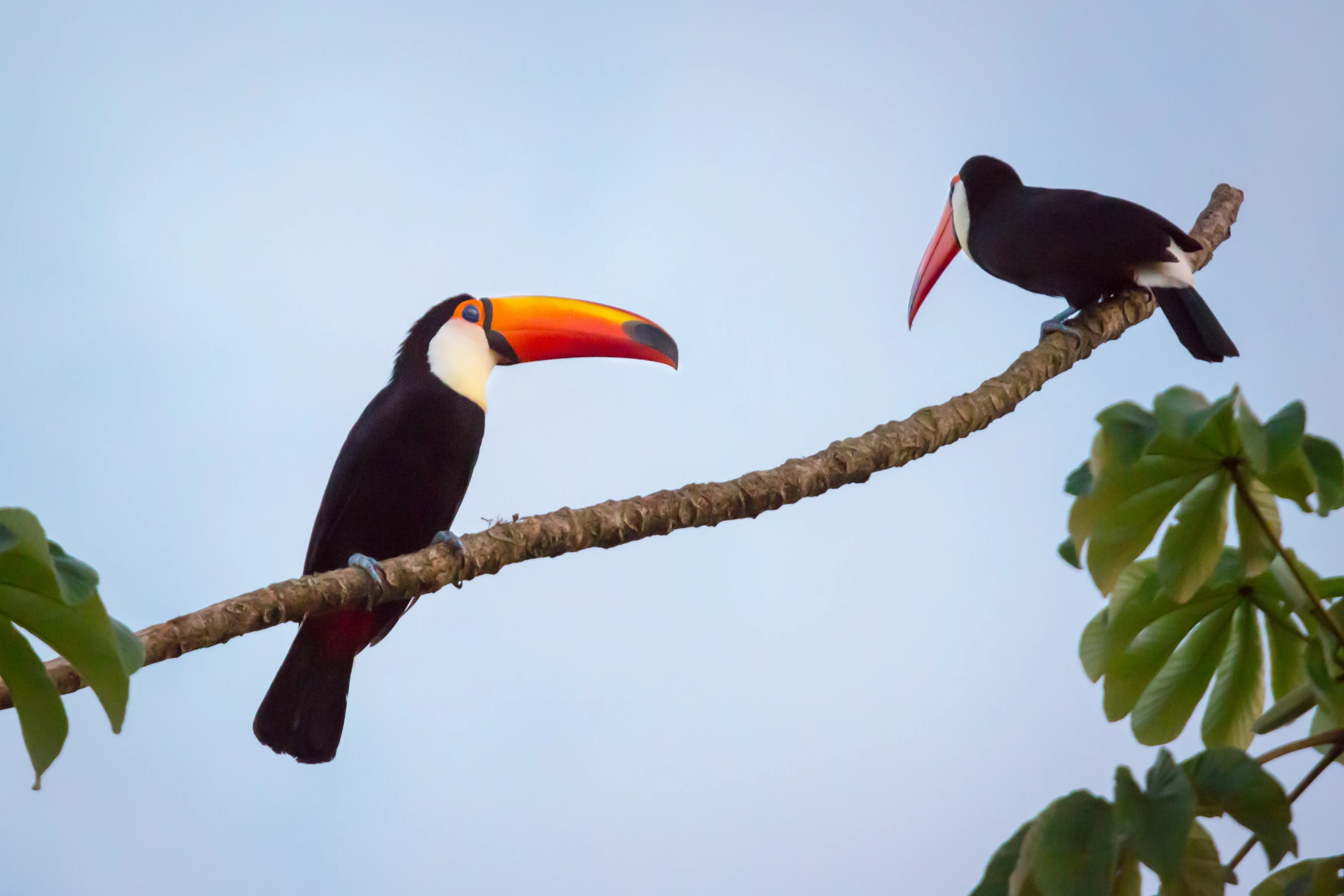 AR - accommodatie - Awasi Iguazu - Toucan.webp