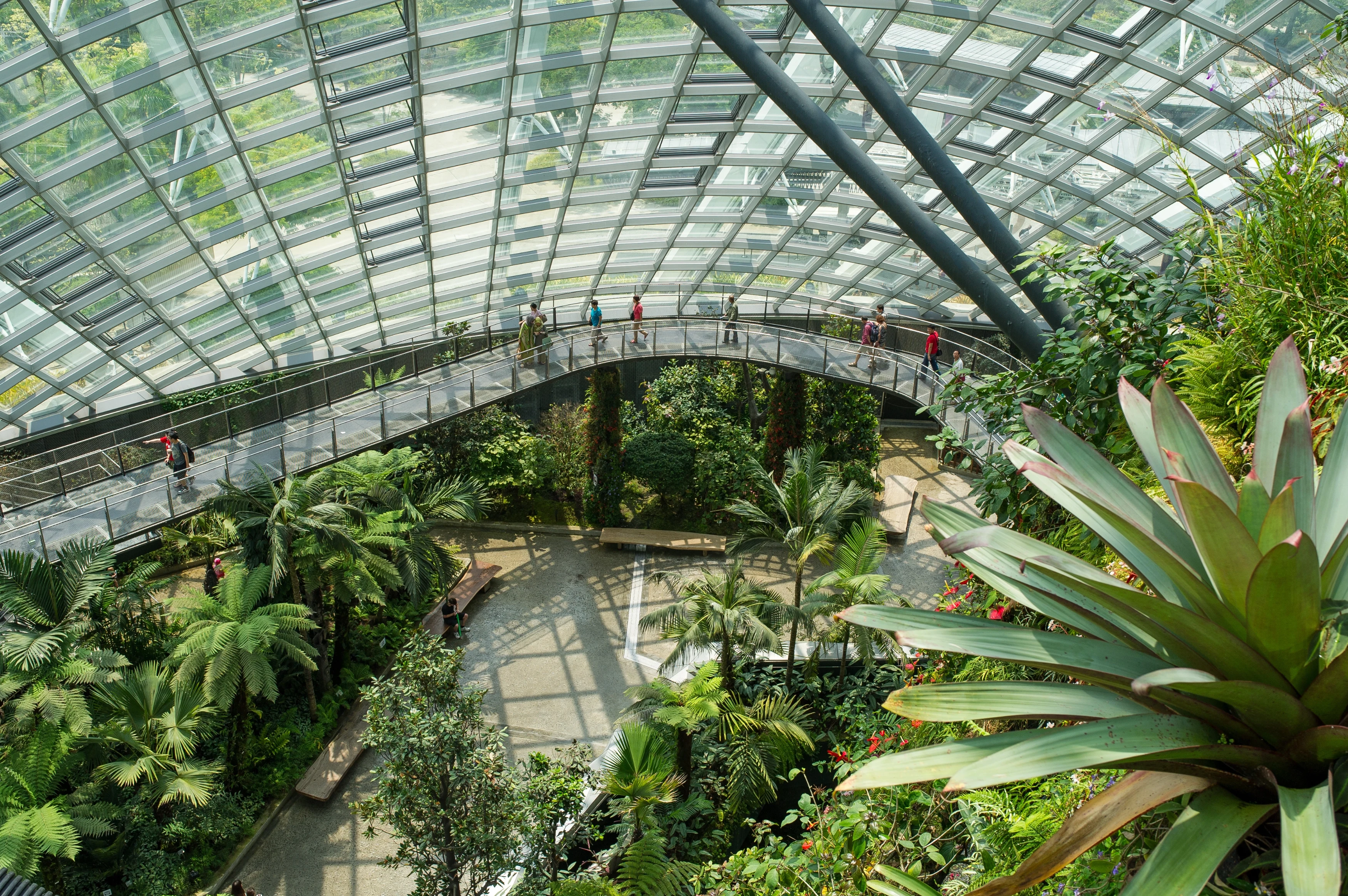 SG-Cloud Forest 1.webp