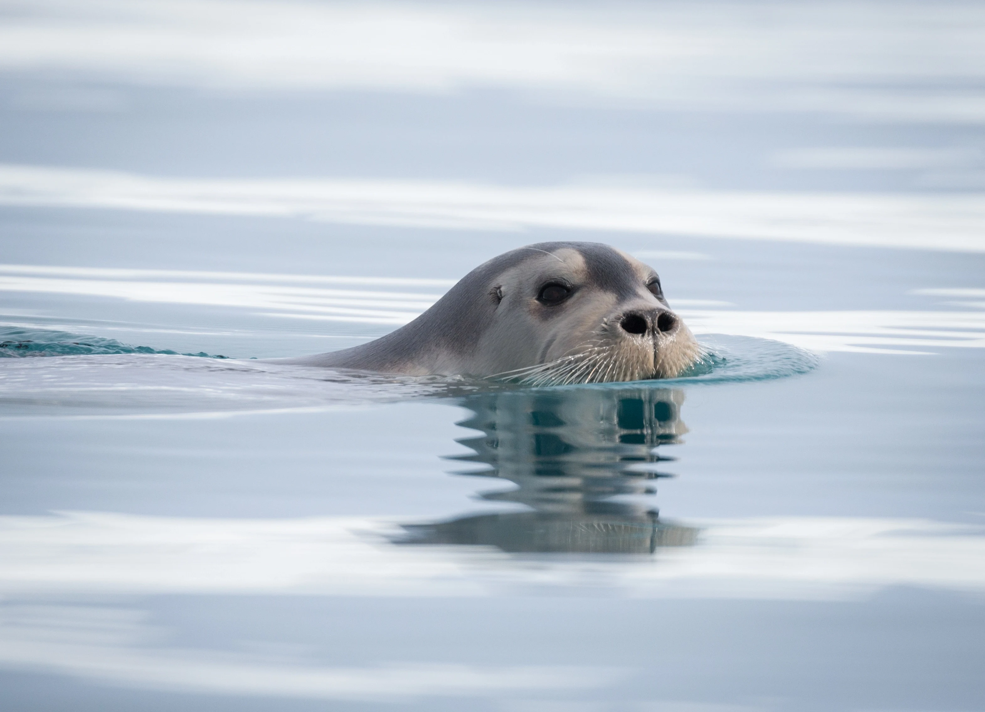NO- Quark expeditions.bearded_seal_svalbard_acaciajohnson.webp