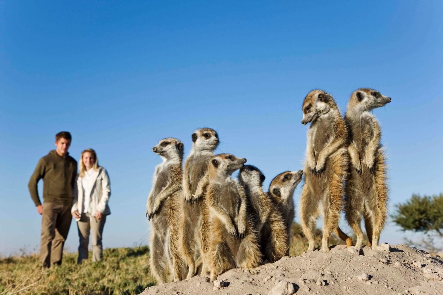 BW-Jacks Camp-meerkat.jpg