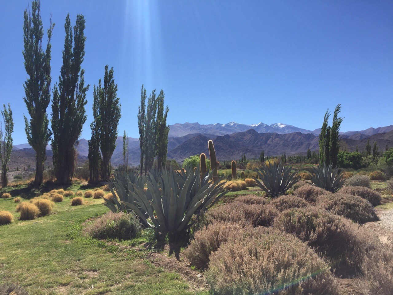 AR_-_Salta-Cachi_mountains___cactus.jpg