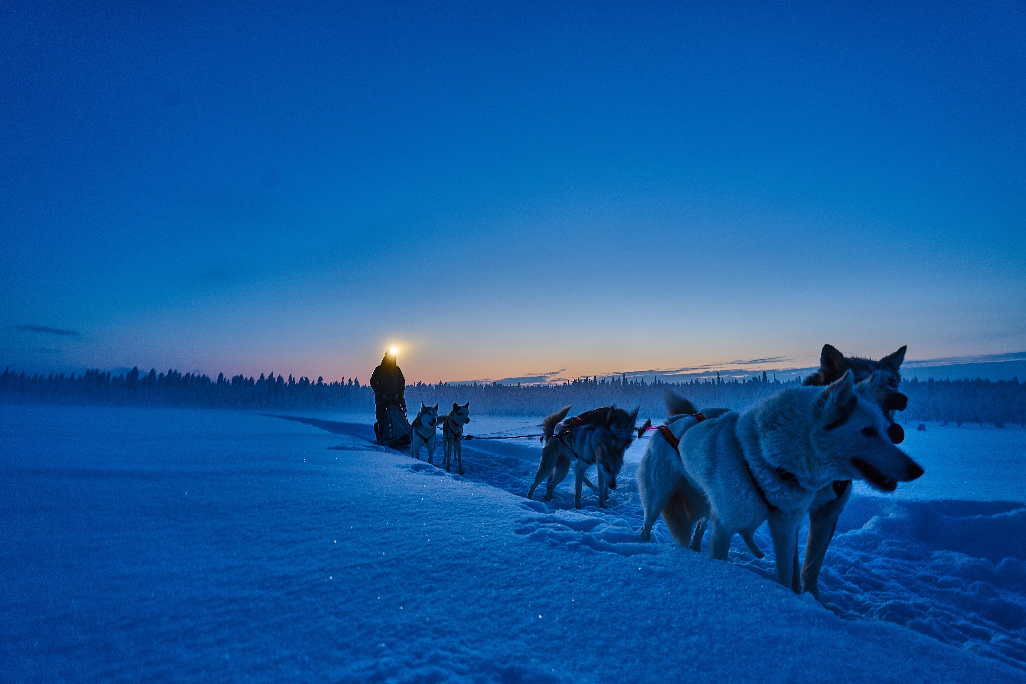 SE - Kangos - Dogsledding (4).jpg