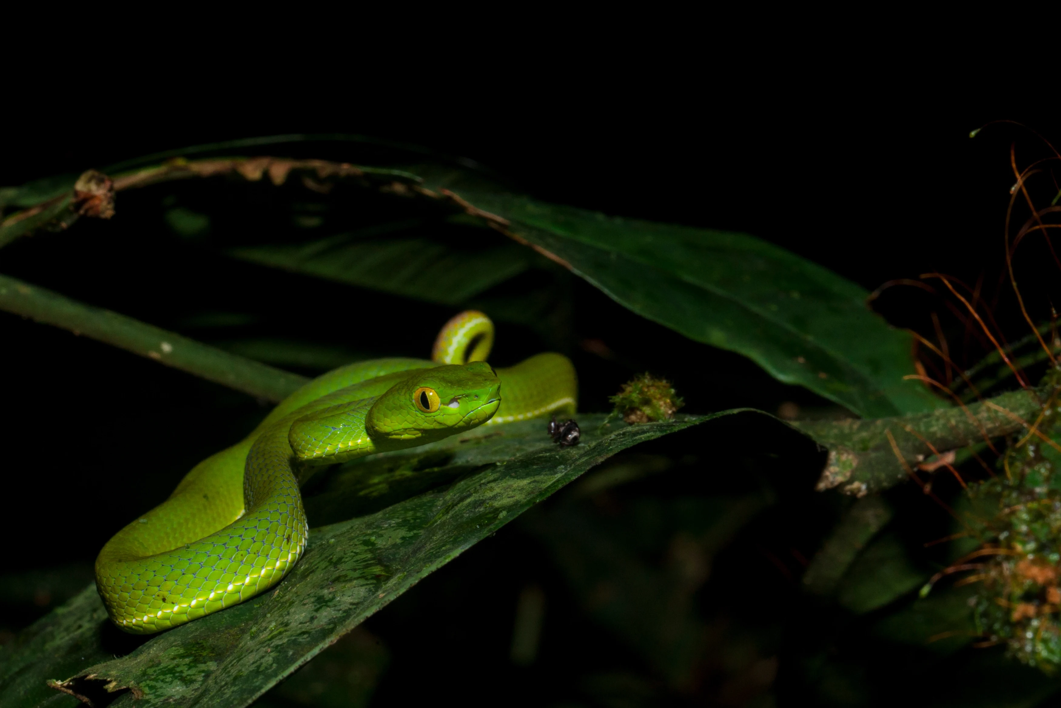 MY- Sabah-  snake.webp