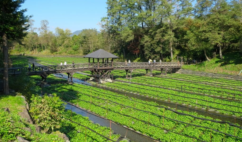 JP-Excursie-wasabi-farm-beleven.jpg