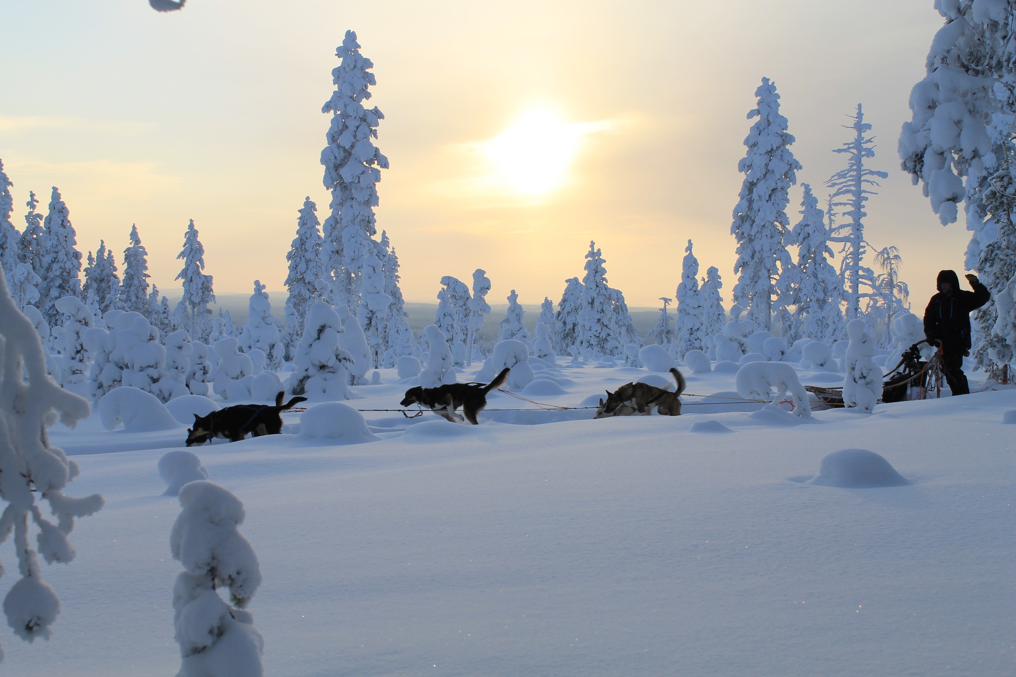 FI-Accommodatie-Beana-Laponia-Husky-Safari.JPG