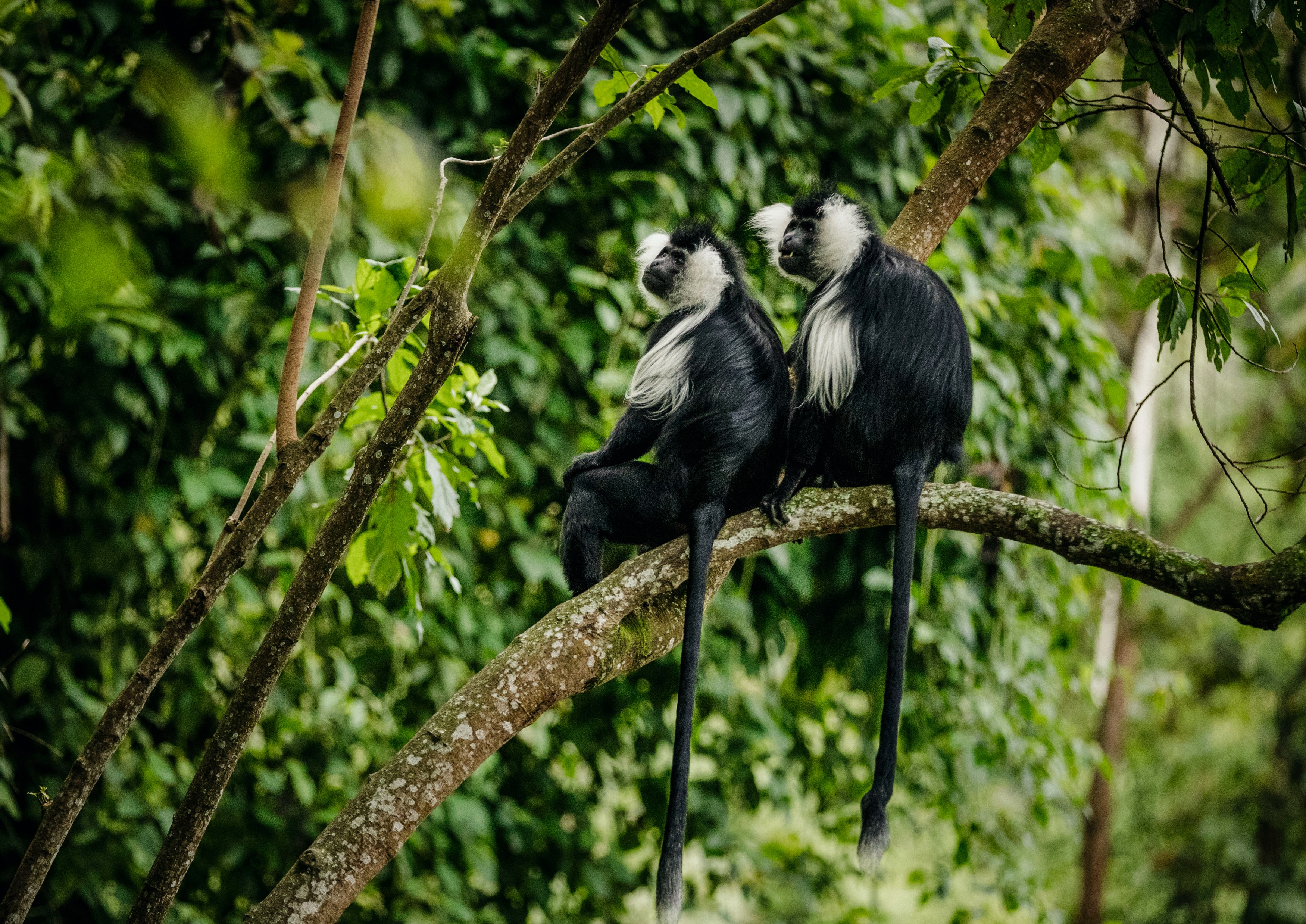 RW-Accommodatie-OandO-Nyungwe-House-Colobus-Monkey-Trek.jpg
