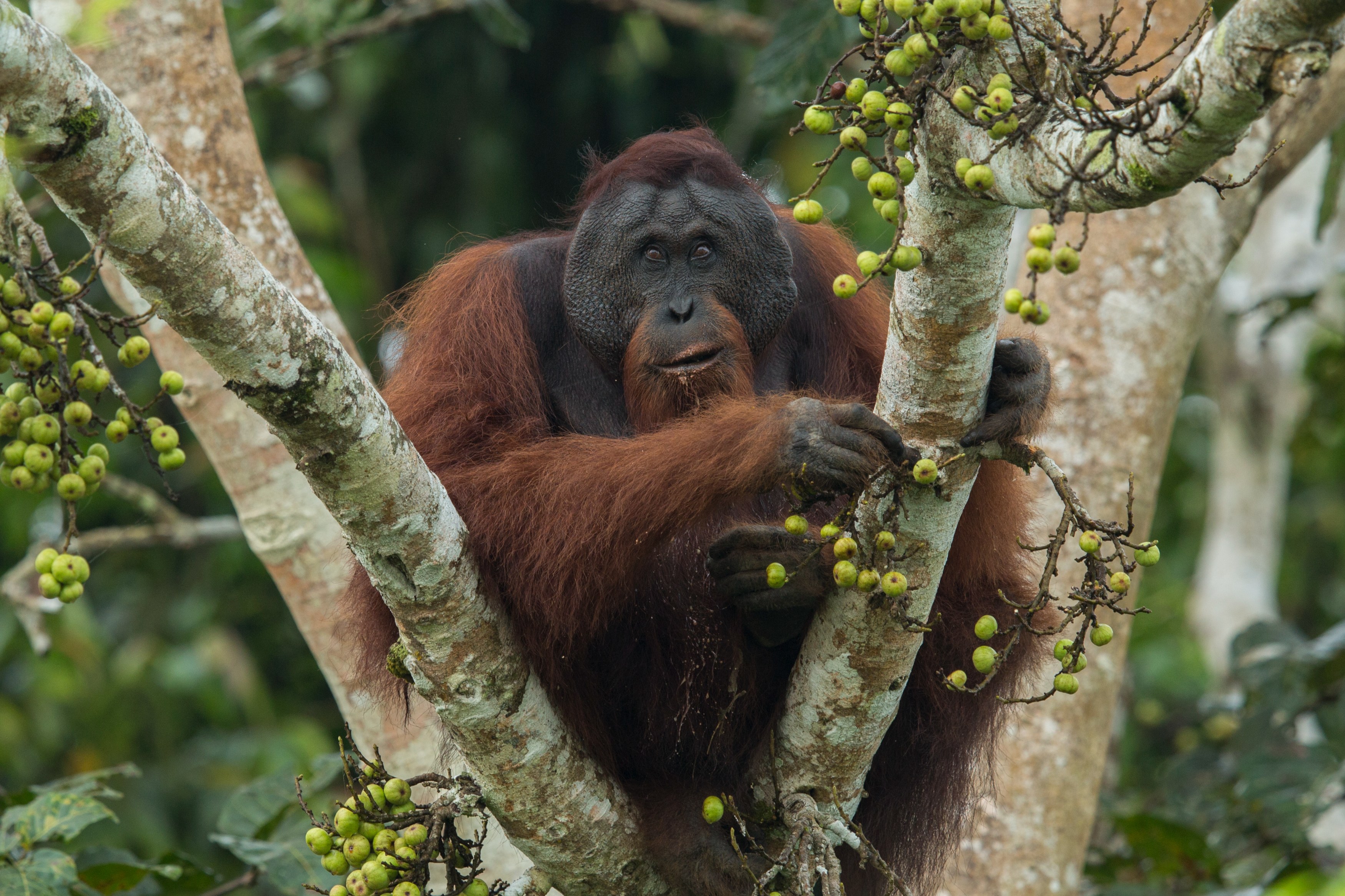 MY-Sabah-Monkey.jpg