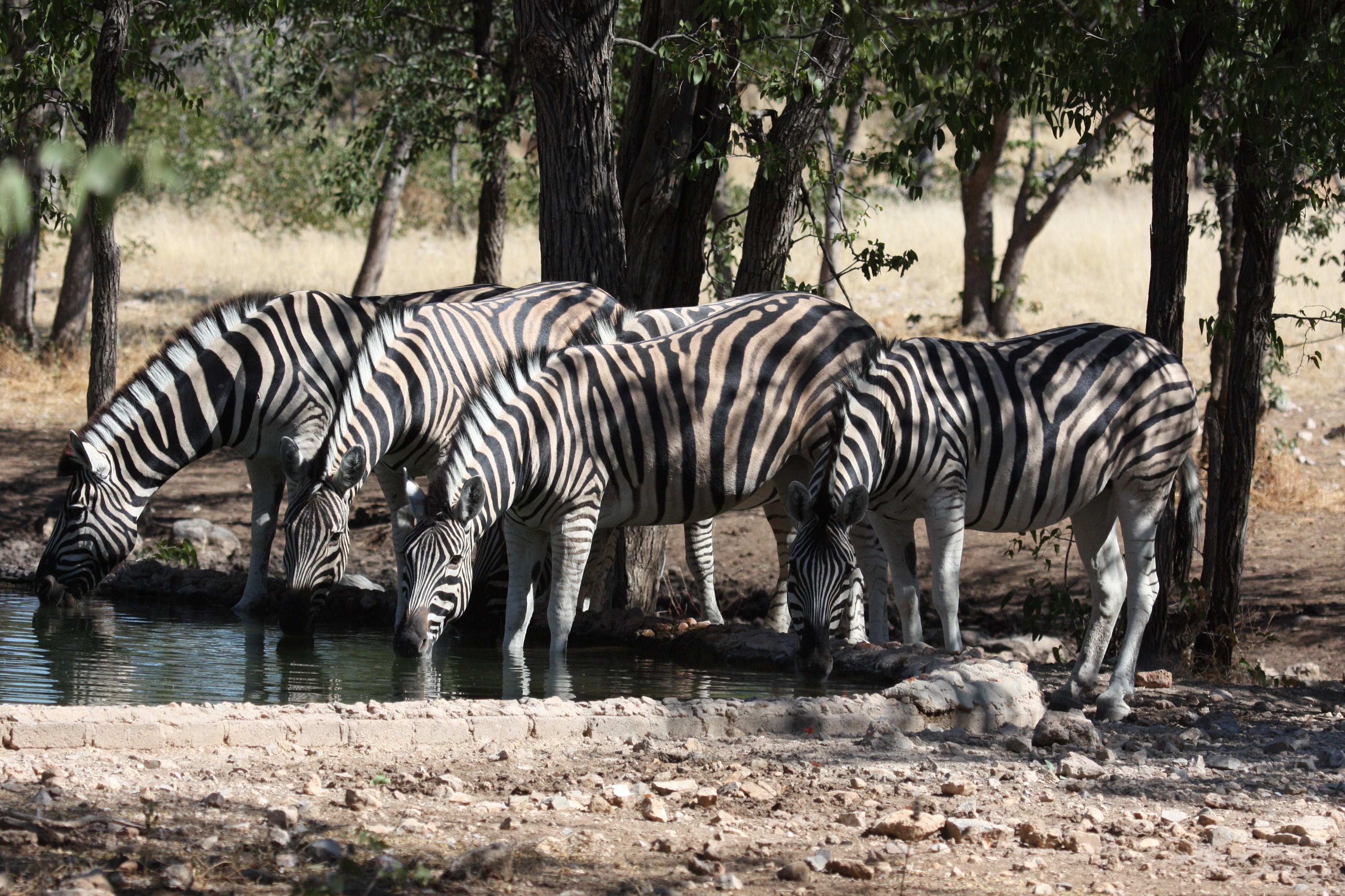 Roozen Etosha Nationaal Park (14).JPG