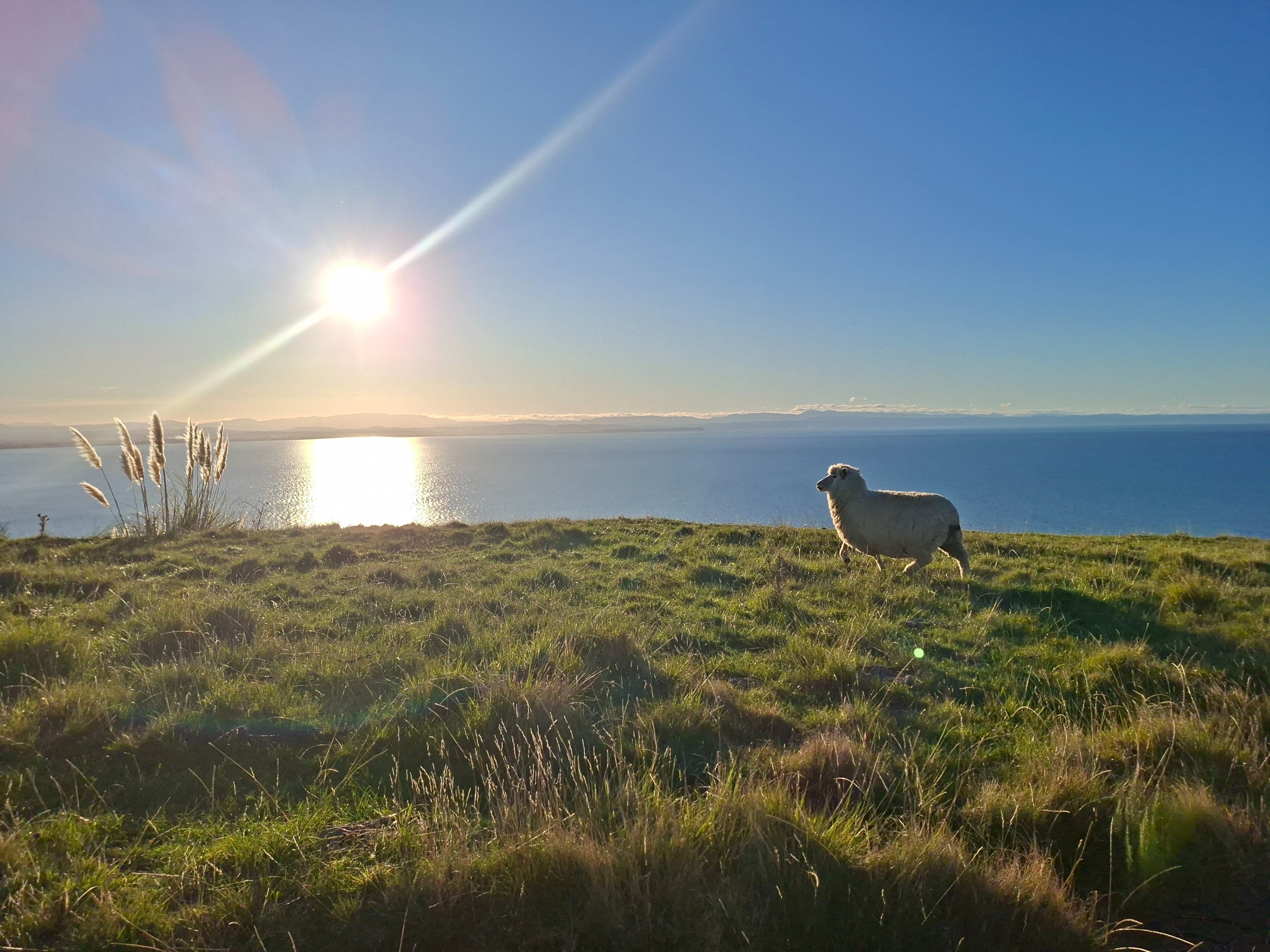 NZ - Famil 2025 - Hawkes Bay - sheep.jpg