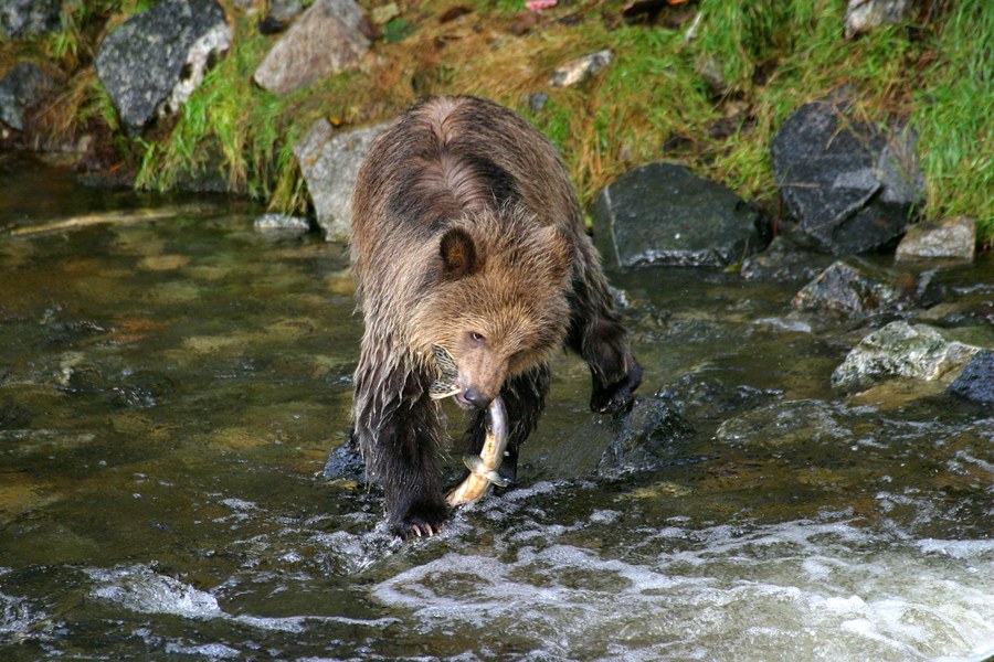 CA-Accommodatie-Knight Inlet Lodge Grizzly (1).jpg