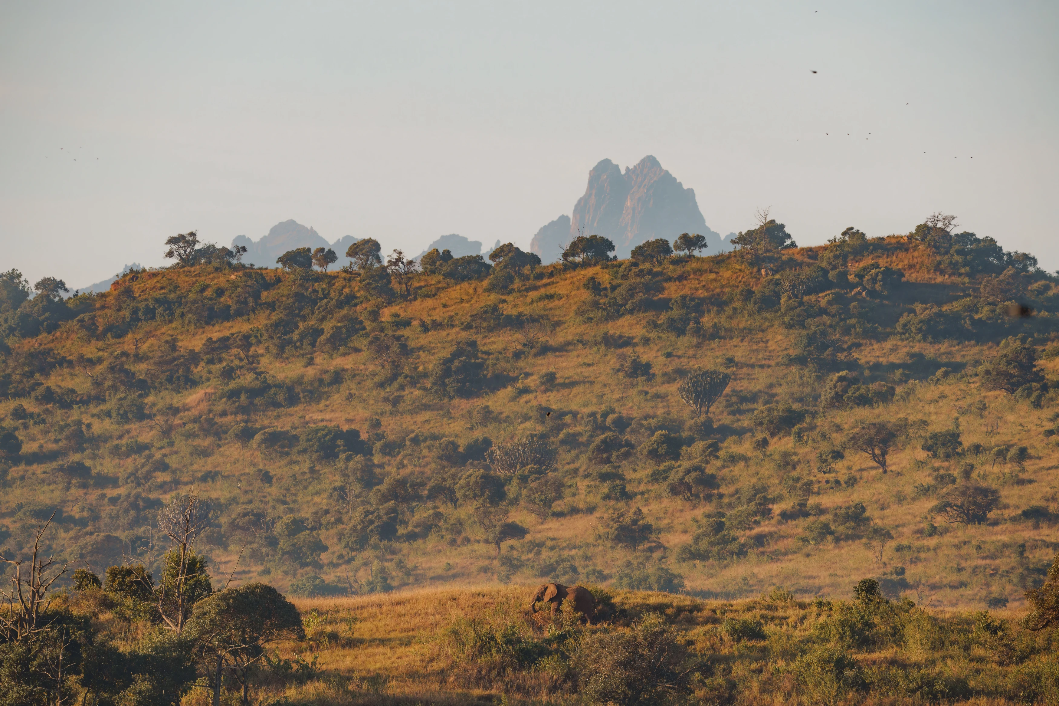 KE - Borana Lodge - olifant.webp