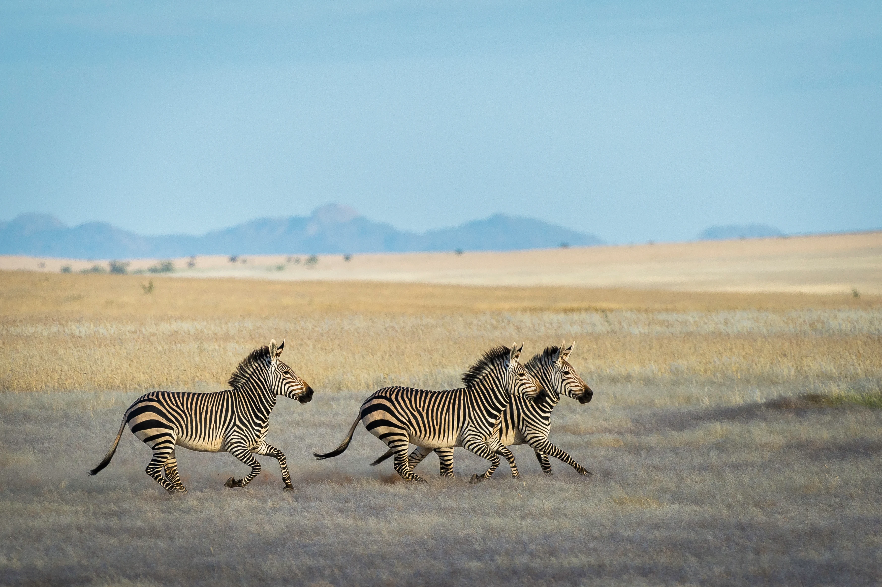NA - Serra Cafema Camp - Zebras-1.webp