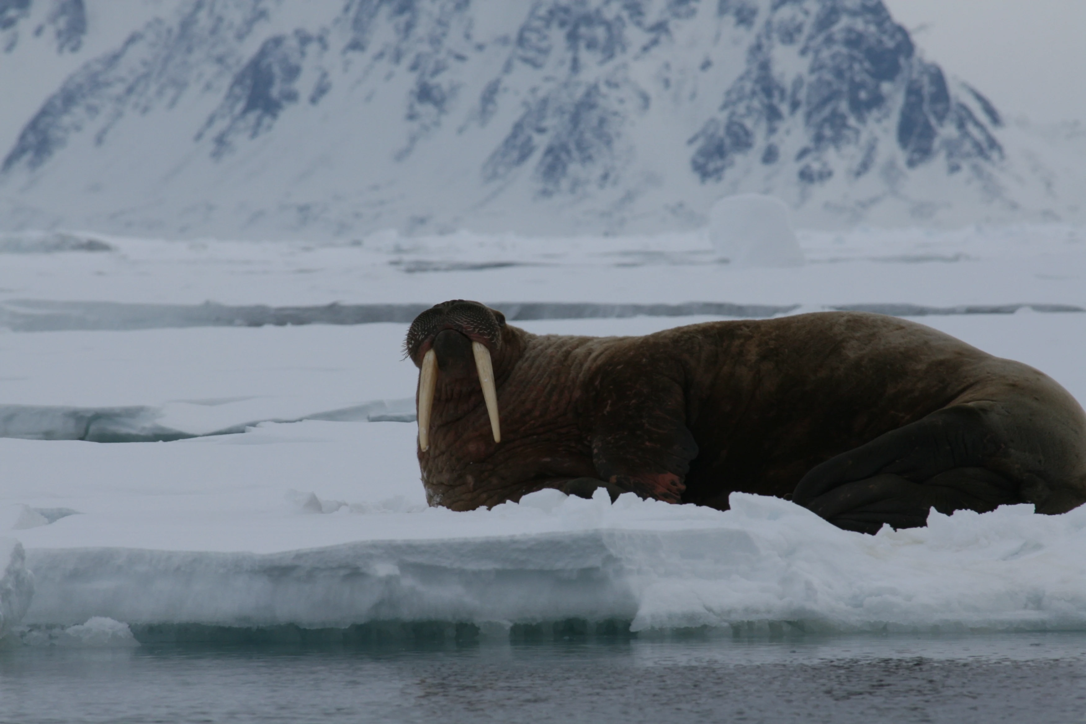 NO - Arctic walrus (2).webp