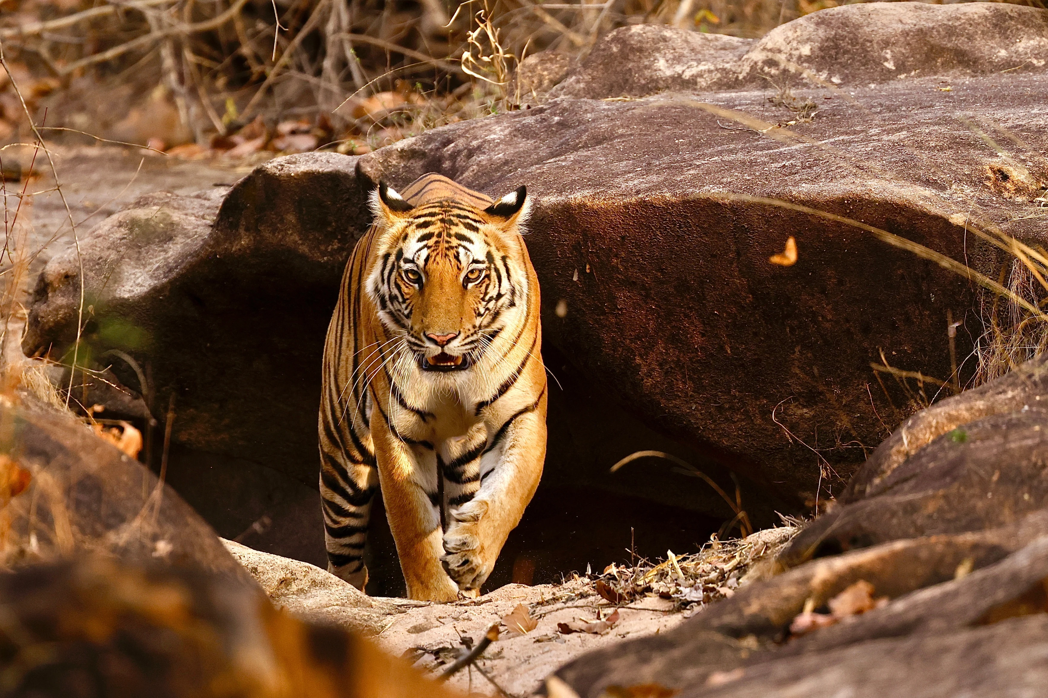IN-Tiger in Bandhavgarh-Shutterstock.webp