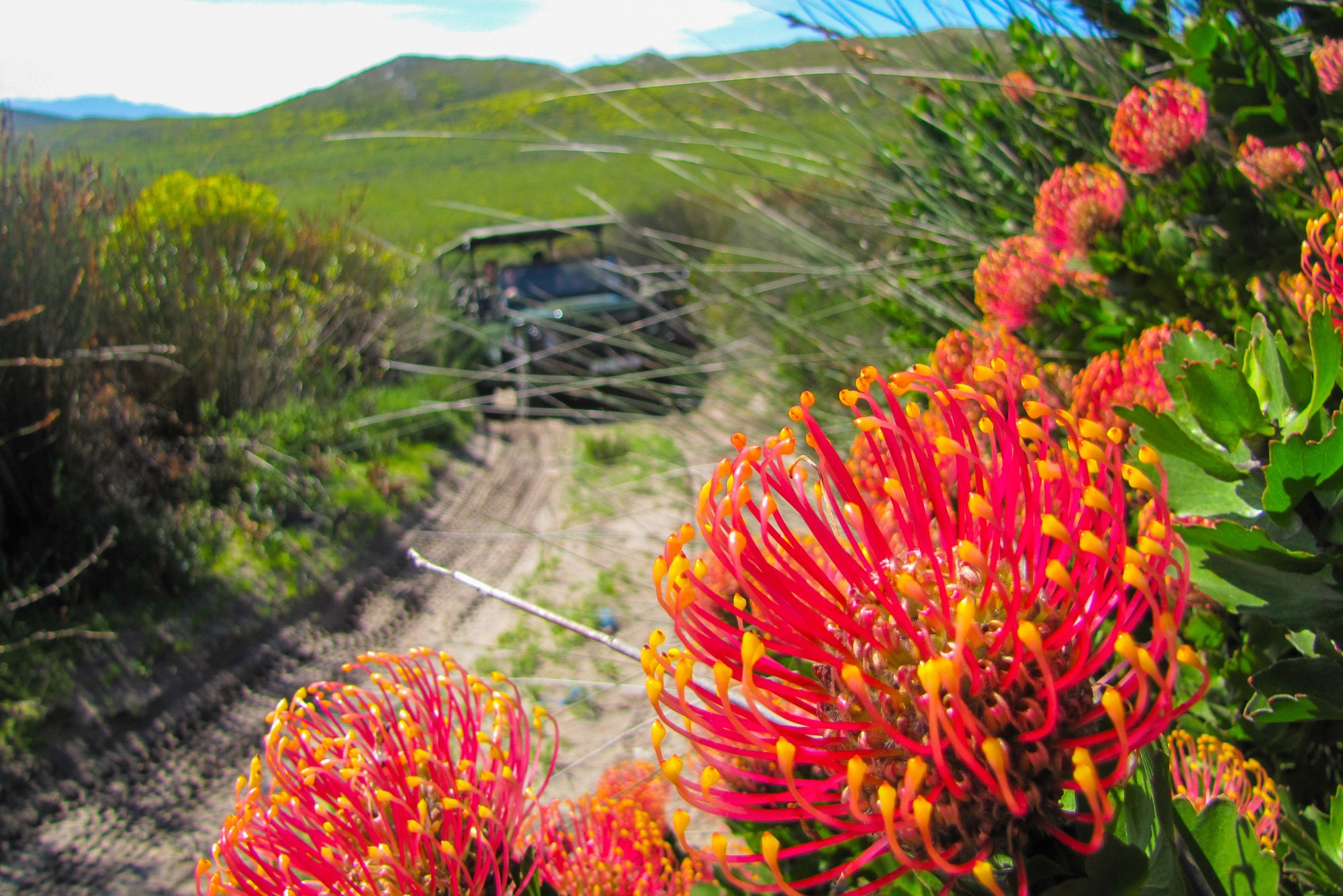 ZA-Excursie-4x4 Botanical Safari-flowers.jpg