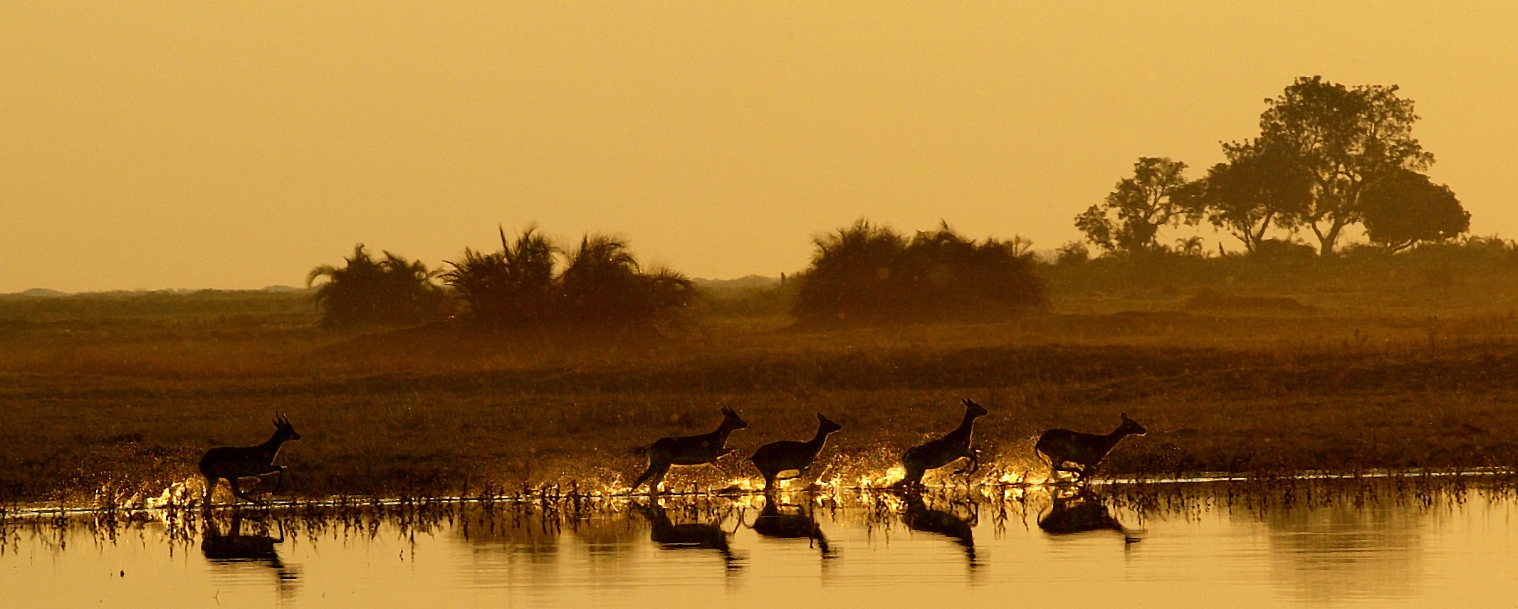 BW-Duba Plains-antilopes.jpg