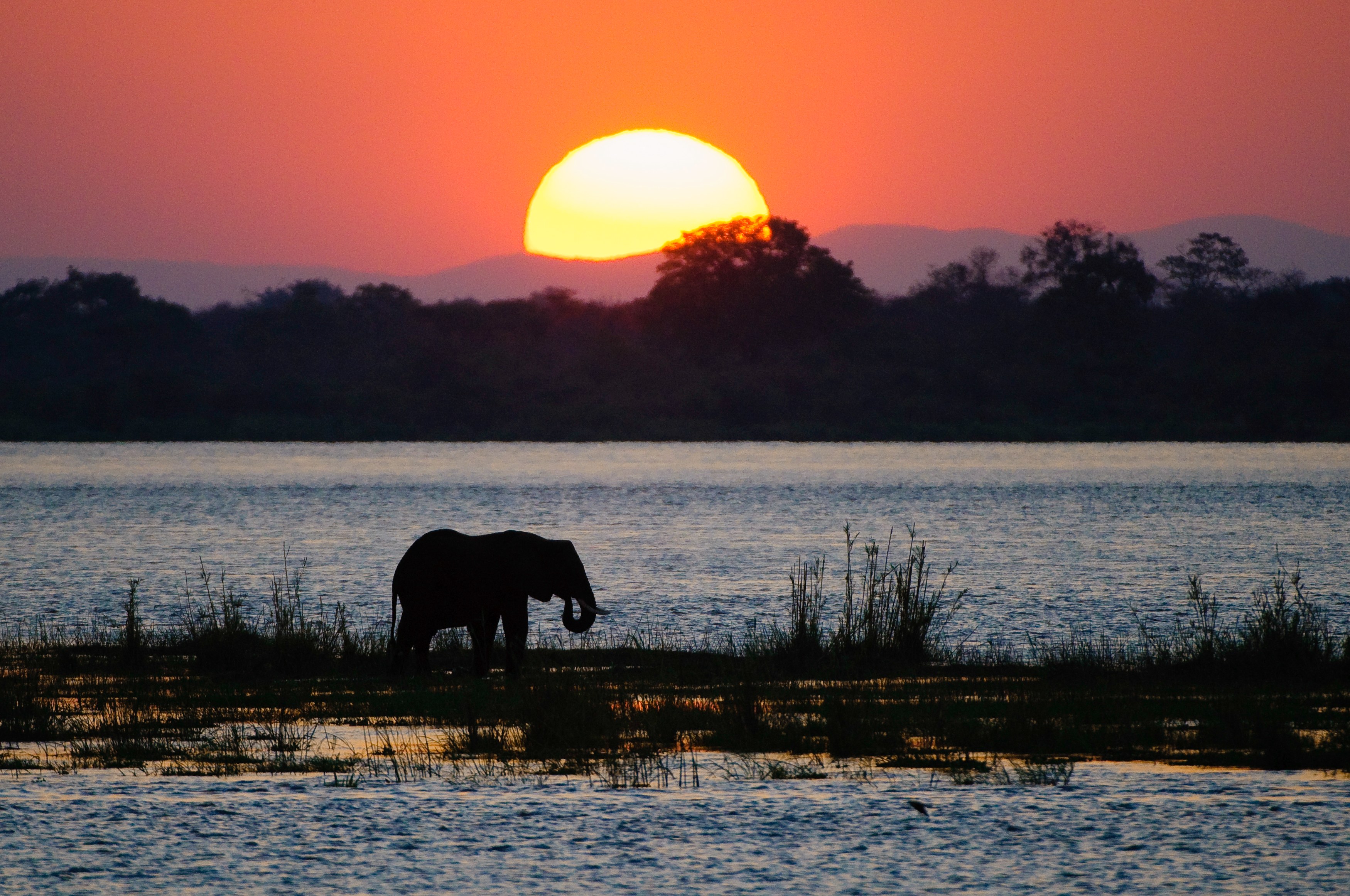 ZW - Mana Pools - Elephant (2).jpg